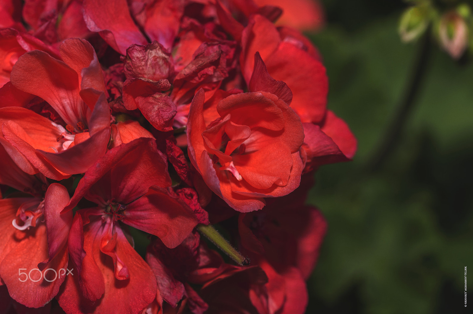 Sigma 105mm F2.8 EX DG OS HSM sample photo. Красная герань photography