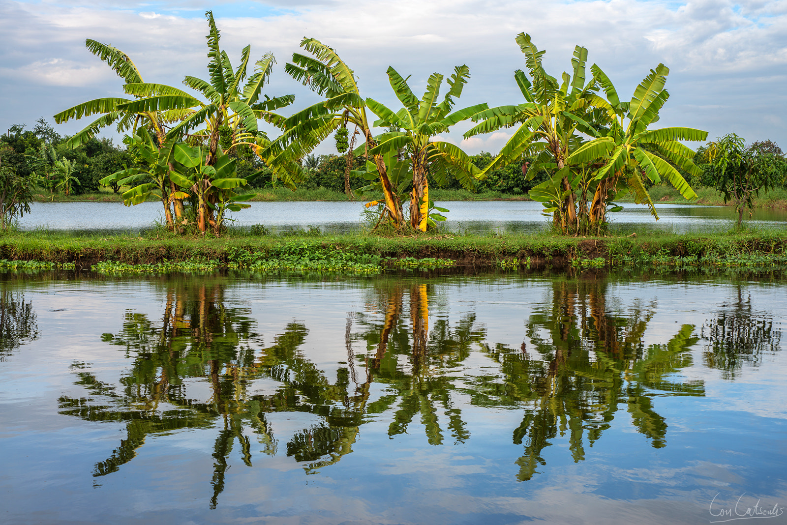 Nikon D800 + Nikon AF Micro-Nikkor 60mm F2.8D sample photo. Banana trees photography