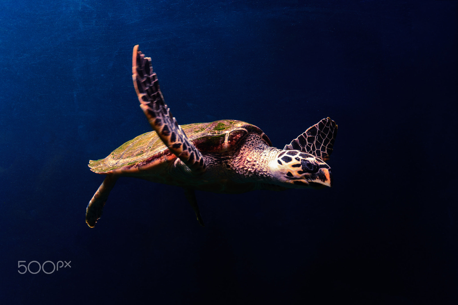Nikon D5200 + Sigma 17-70mm F2.8-4 DC Macro OS HSM | C sample photo. Green turtle in the blue. photography