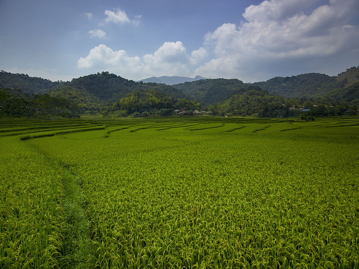 Phase One IQ260 sample photo. Ban cao rise paddies vietnam photography