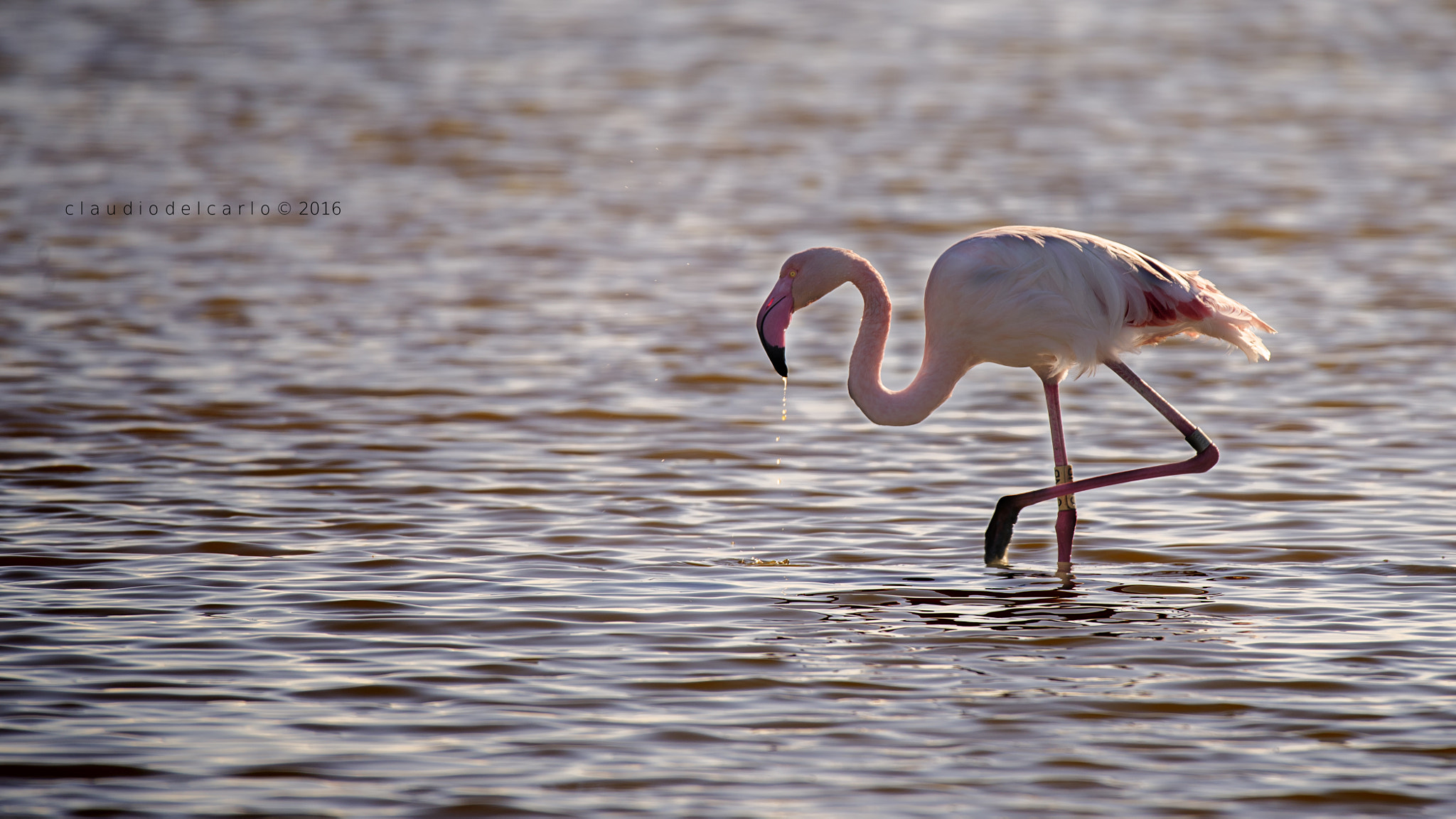 Sigma 150-600mm F5-6.3 DG OS HSM | S sample photo. Dsc photography