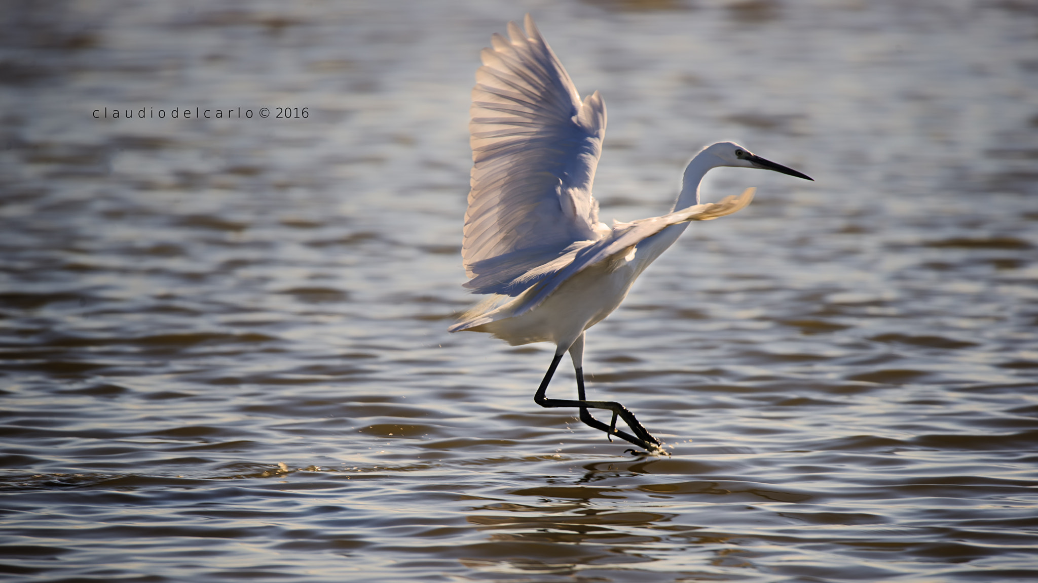 Sigma 150-600mm F5-6.3 DG OS HSM | S sample photo. Dsc photography