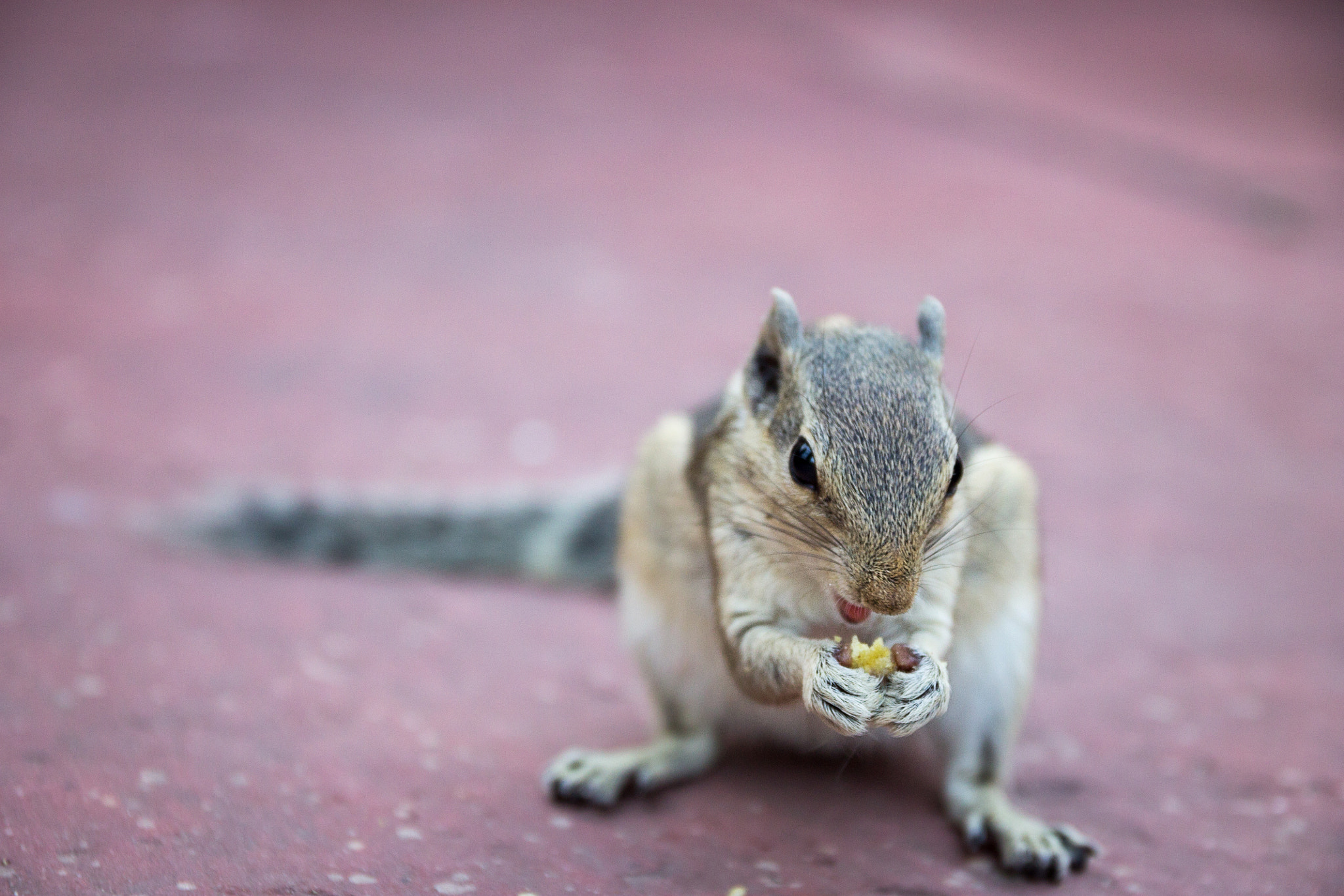 Sigma 17-70mm F2.8-4 DC Macro OS HSM sample photo. Squirrl photography