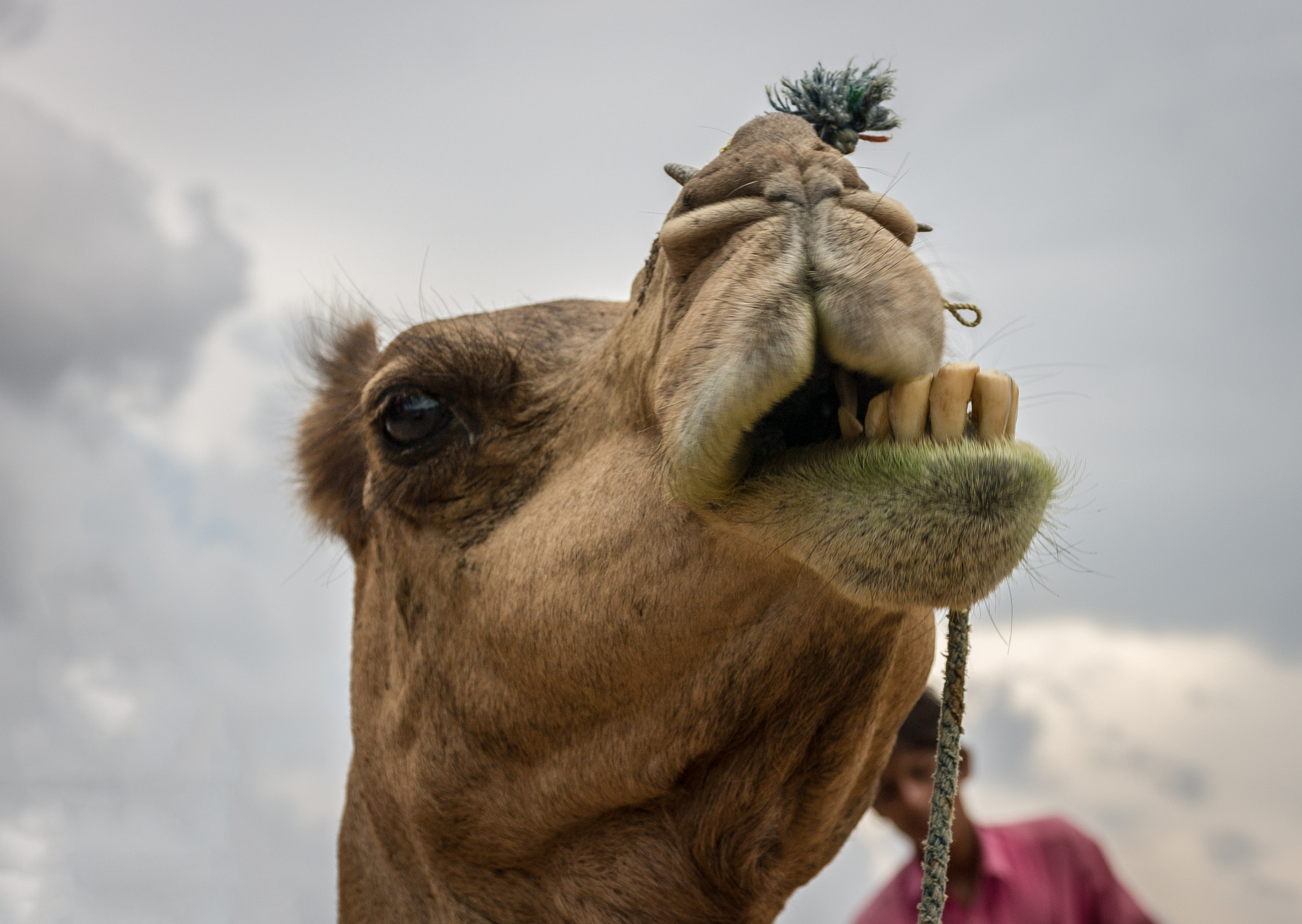 Sigma 17-70mm F2.8-4 DC Macro OS HSM sample photo. Camel photography