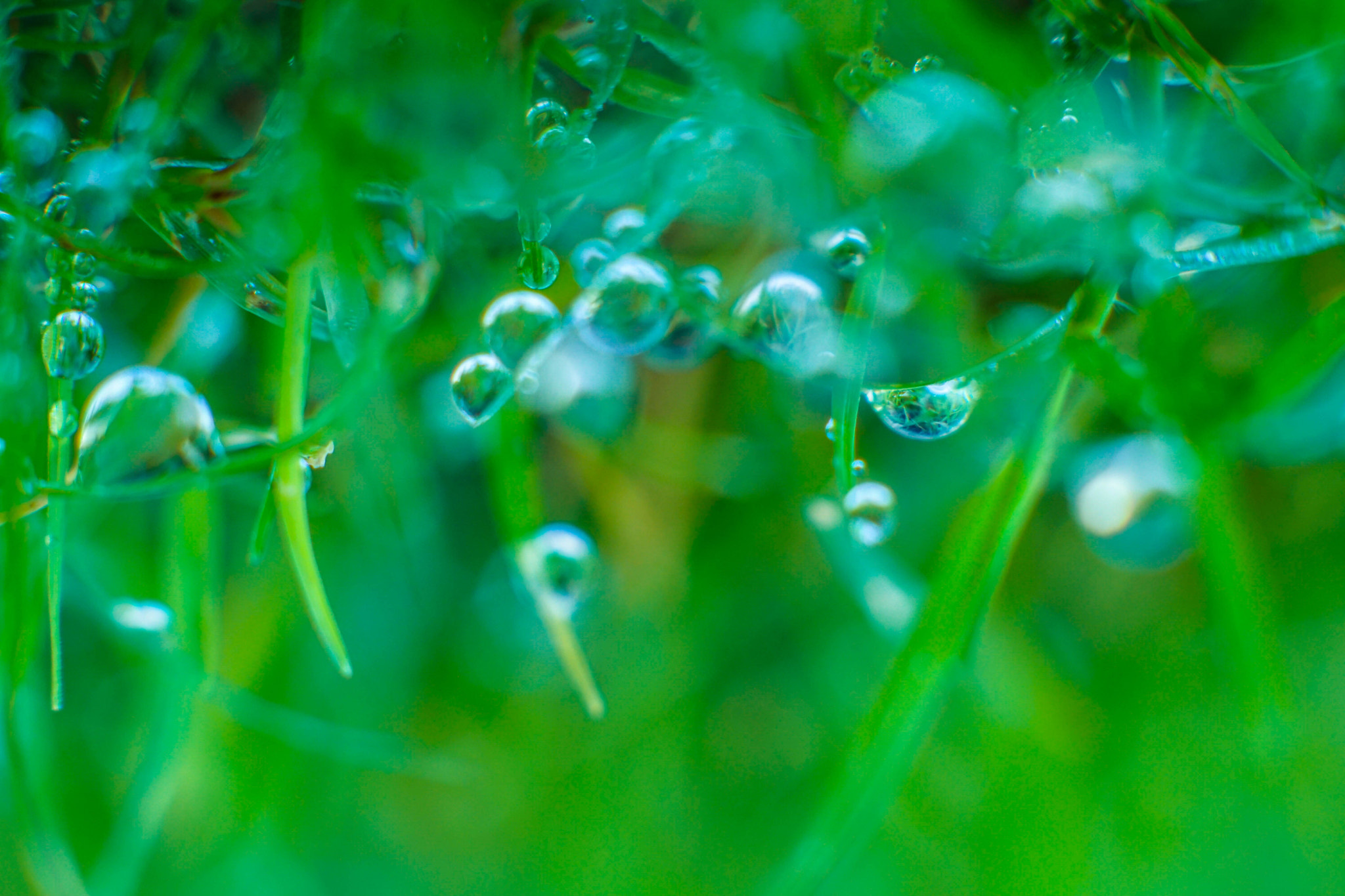 Sony DT 50mm F1.8 SAM sample photo. Wonderful small world photography