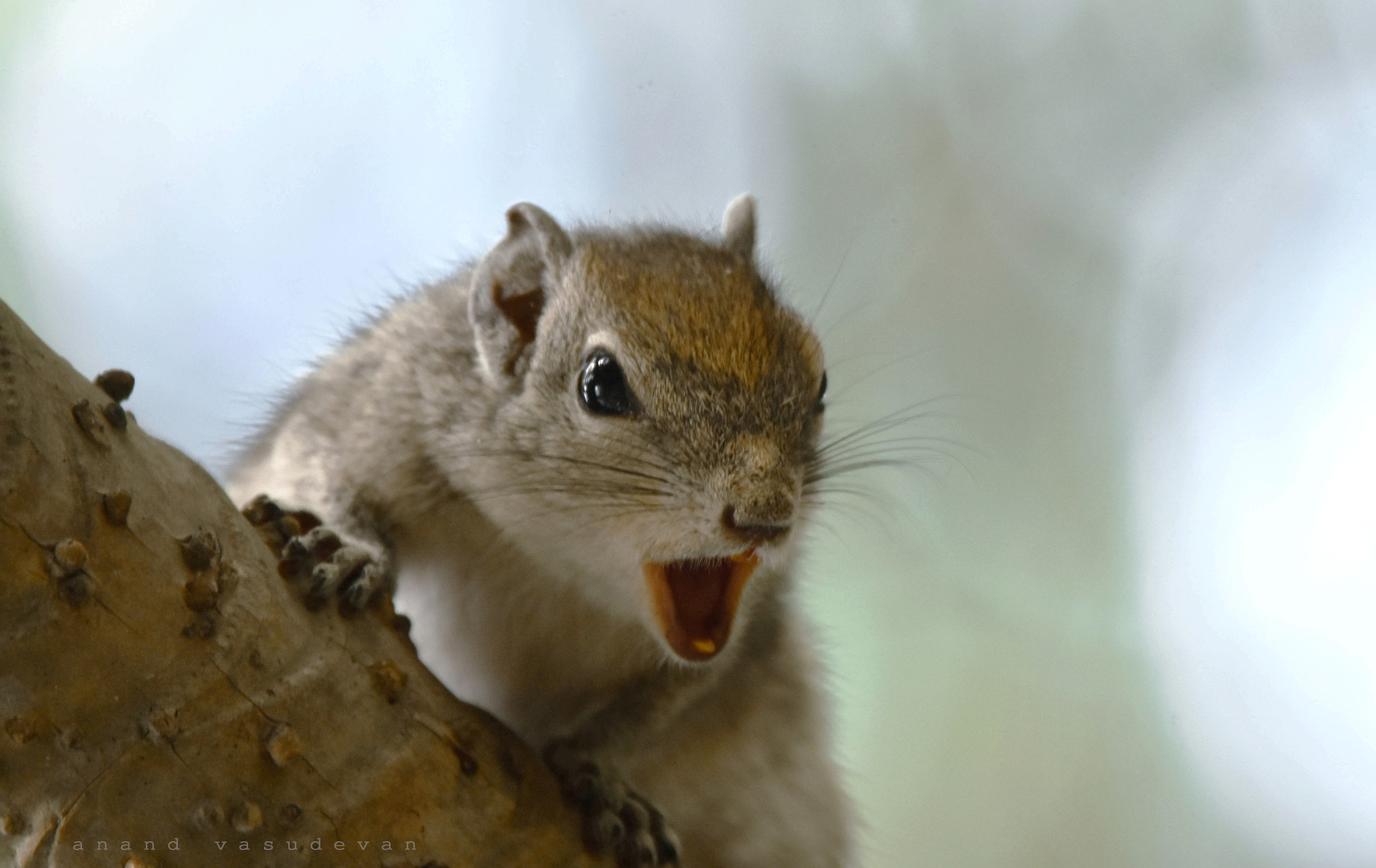 Nikon Nikkor AF-S 300mm F4E PF ED VR sample photo. Squirrel photography