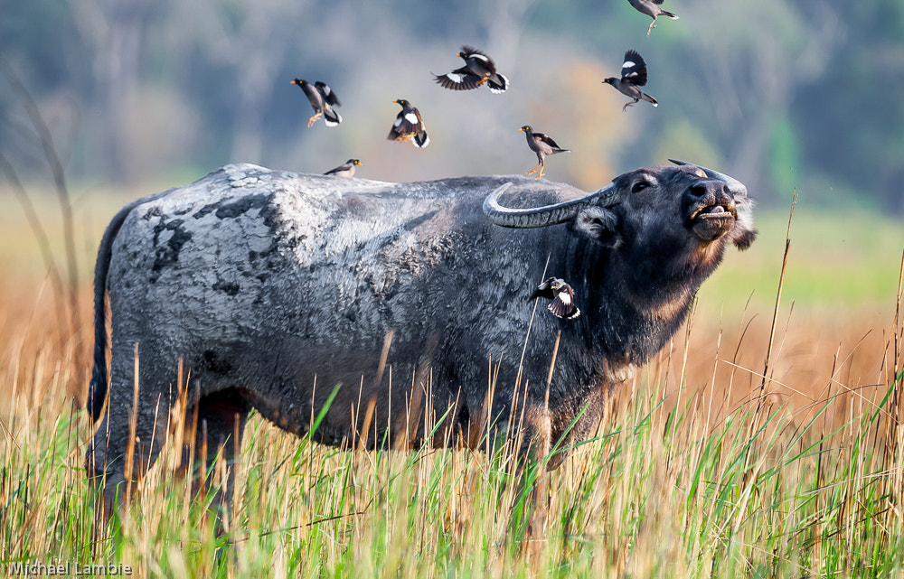 Canon EF 400mm F2.8L IS USM sample photo. Bird toss photography