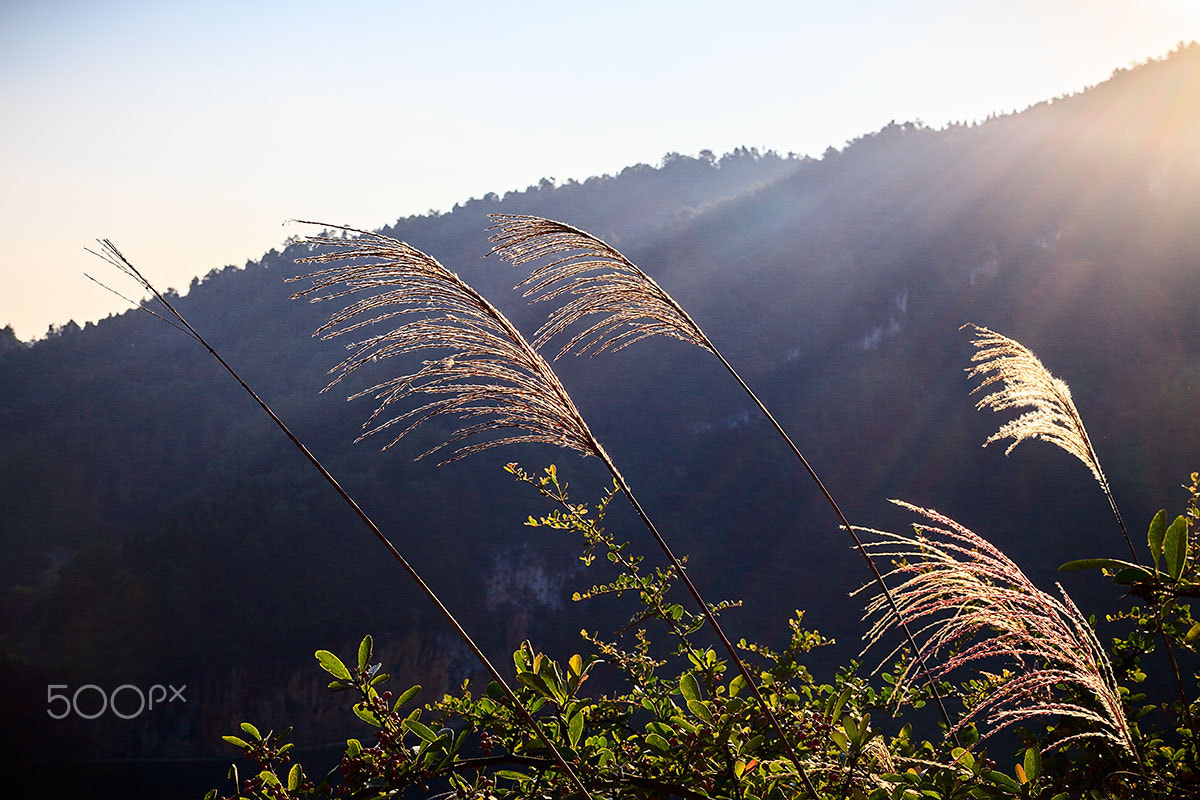 Canon EOS 5D Mark II + ZEISS Planar T* 50mm F1.4 sample photo. 晨曦 photography