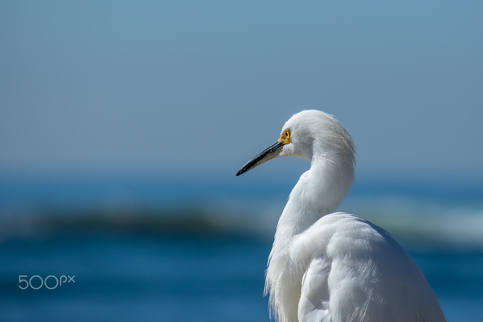 Canon EF-S 55-250mm F4-5.6 IS sample photo. The snowy egret looking at ocean at malibu beach photography