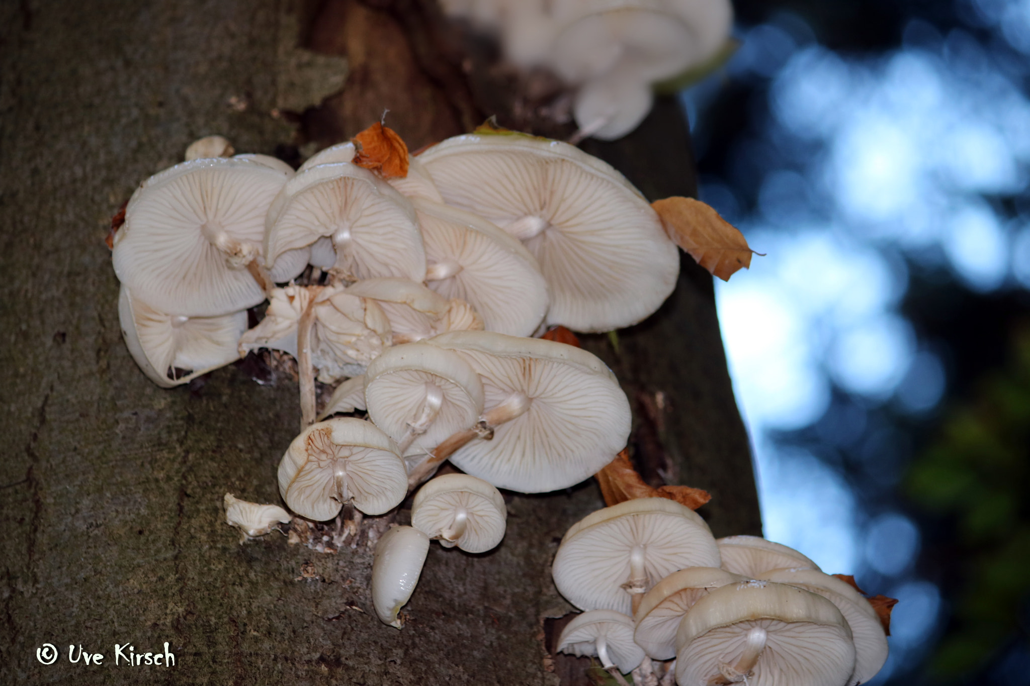 Canon EF-S 55-250mm F4-5.6 IS sample photo. Mushrooms in a tree photography