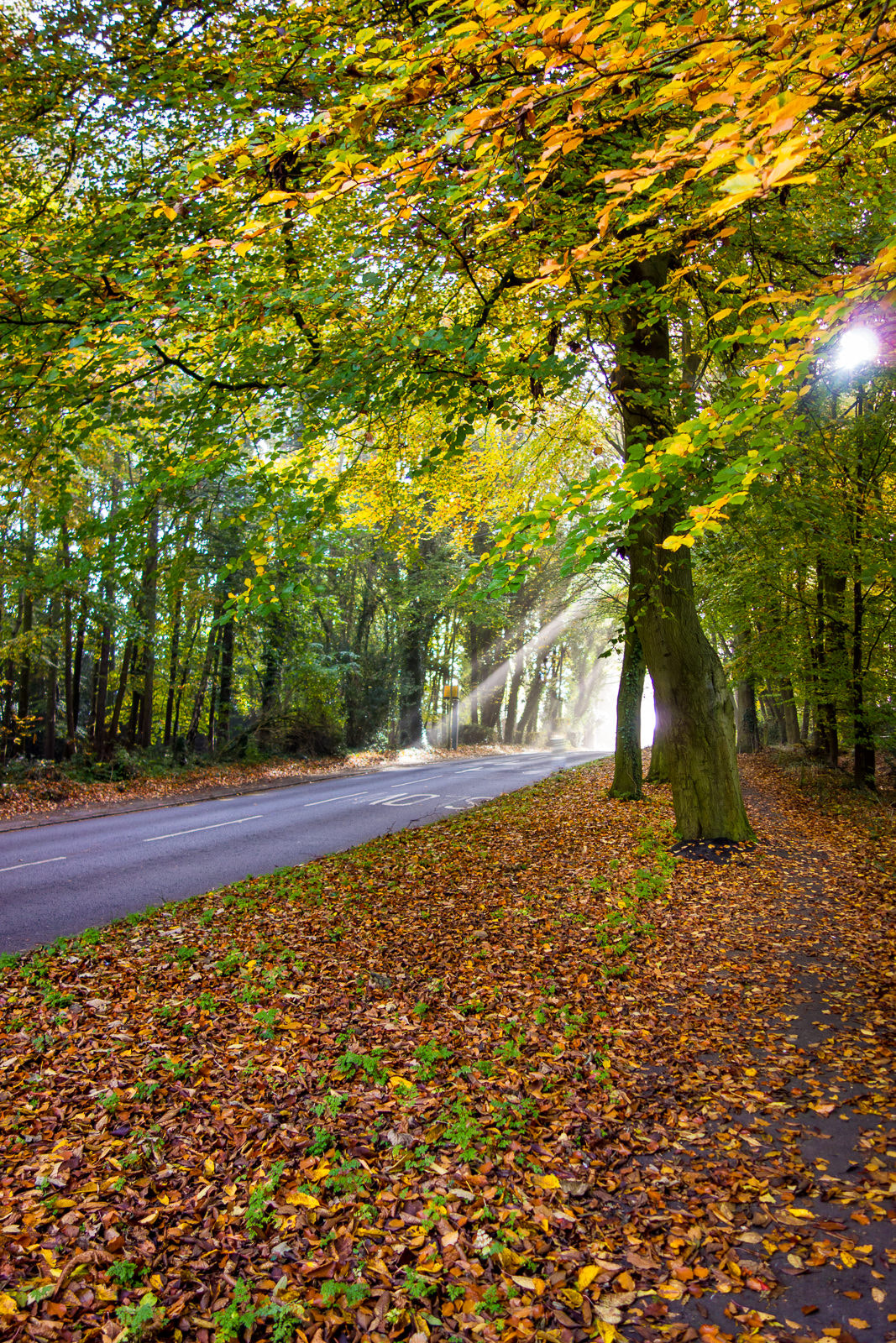 Hasselblad Stellar sample photo. Misty morning photography