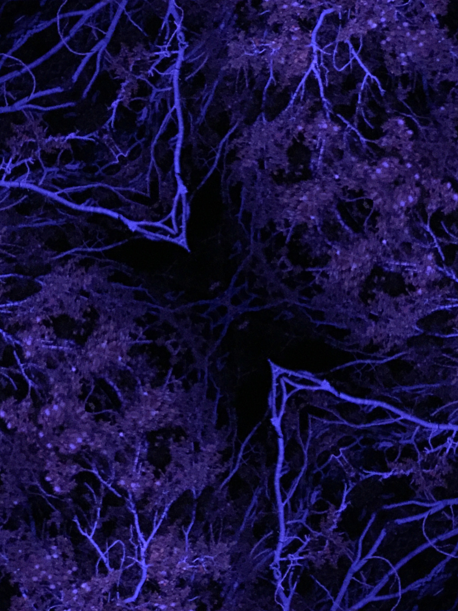Dapper Owl KaleidaCam sample photo. Ultraviolet light on bushes in anza-borrego desert, california, at midnight photography