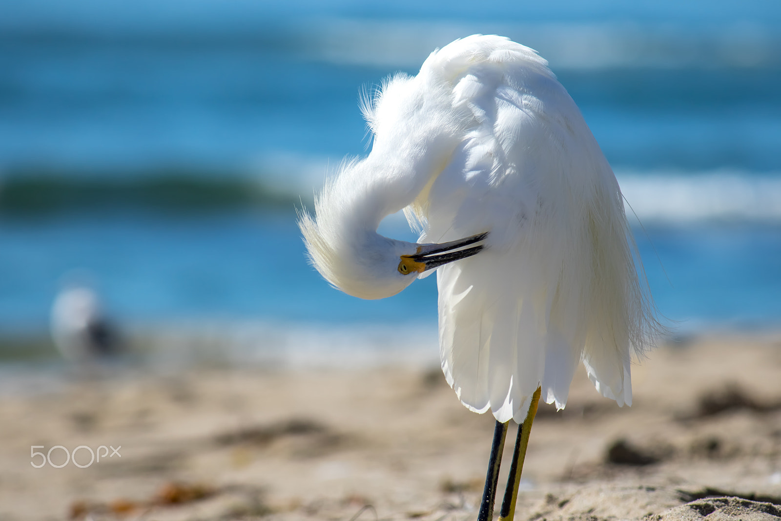 Canon EF-S 55-250mm F4-5.6 IS sample photo. The snowy egret is preening at malibu beach photography