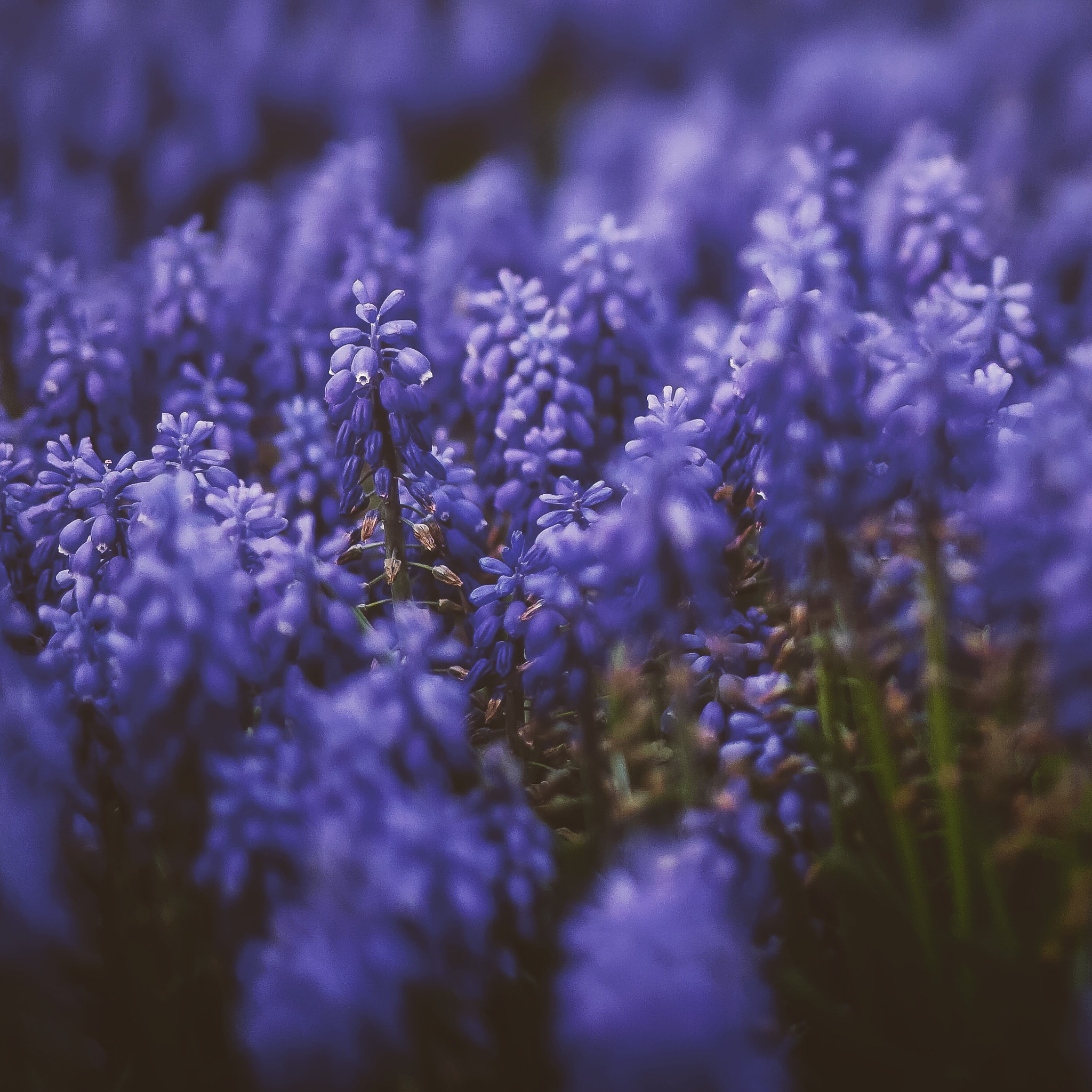Sony a6000 + Sigma 30mm F1.4 DC DN | C sample photo. Simply violet... photography