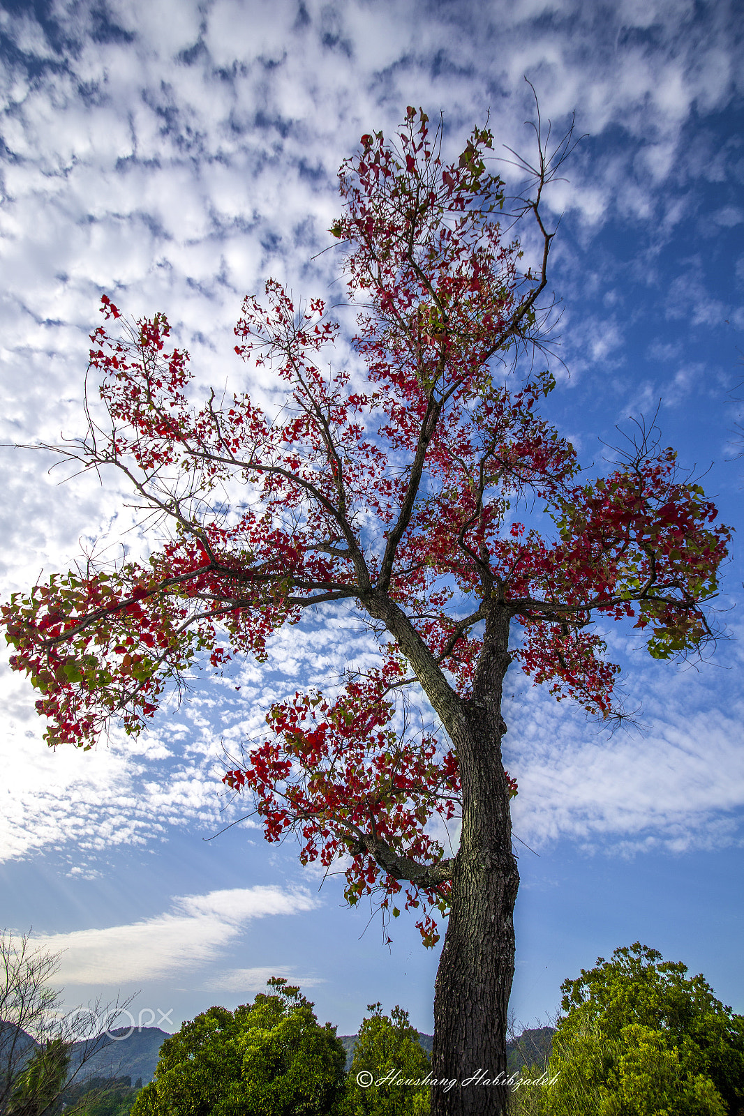 Sigma 12-24mm F4.5-5.6 II DG HSM sample photo. Autumn rgb! photography