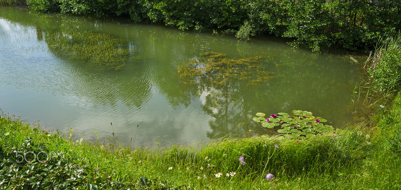 Sony Alpha NEX-6 + Sony E 20mm F2.8 sample photo. Pond. photography