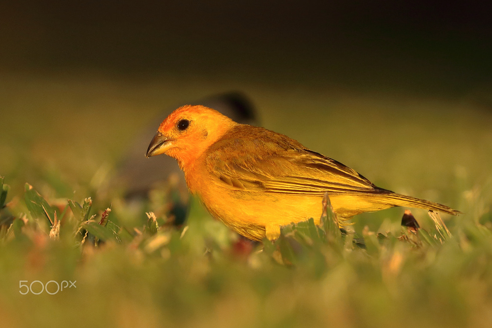 Canon EOS 750D (EOS Rebel T6i / EOS Kiss X8i) sample photo. Saffron finch photography