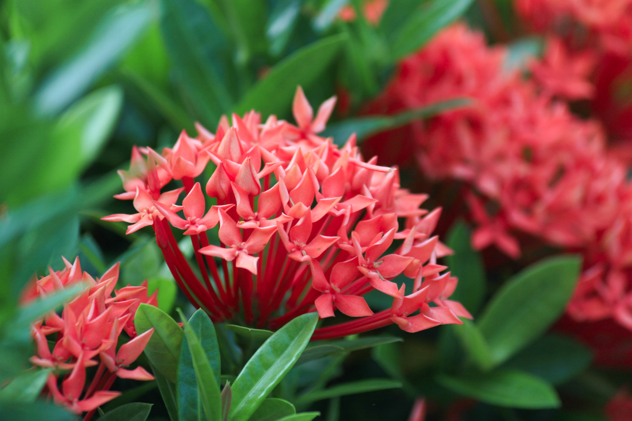 Canon EF-S 55-250mm F4-5.6 IS sample photo. Tiny flower photography