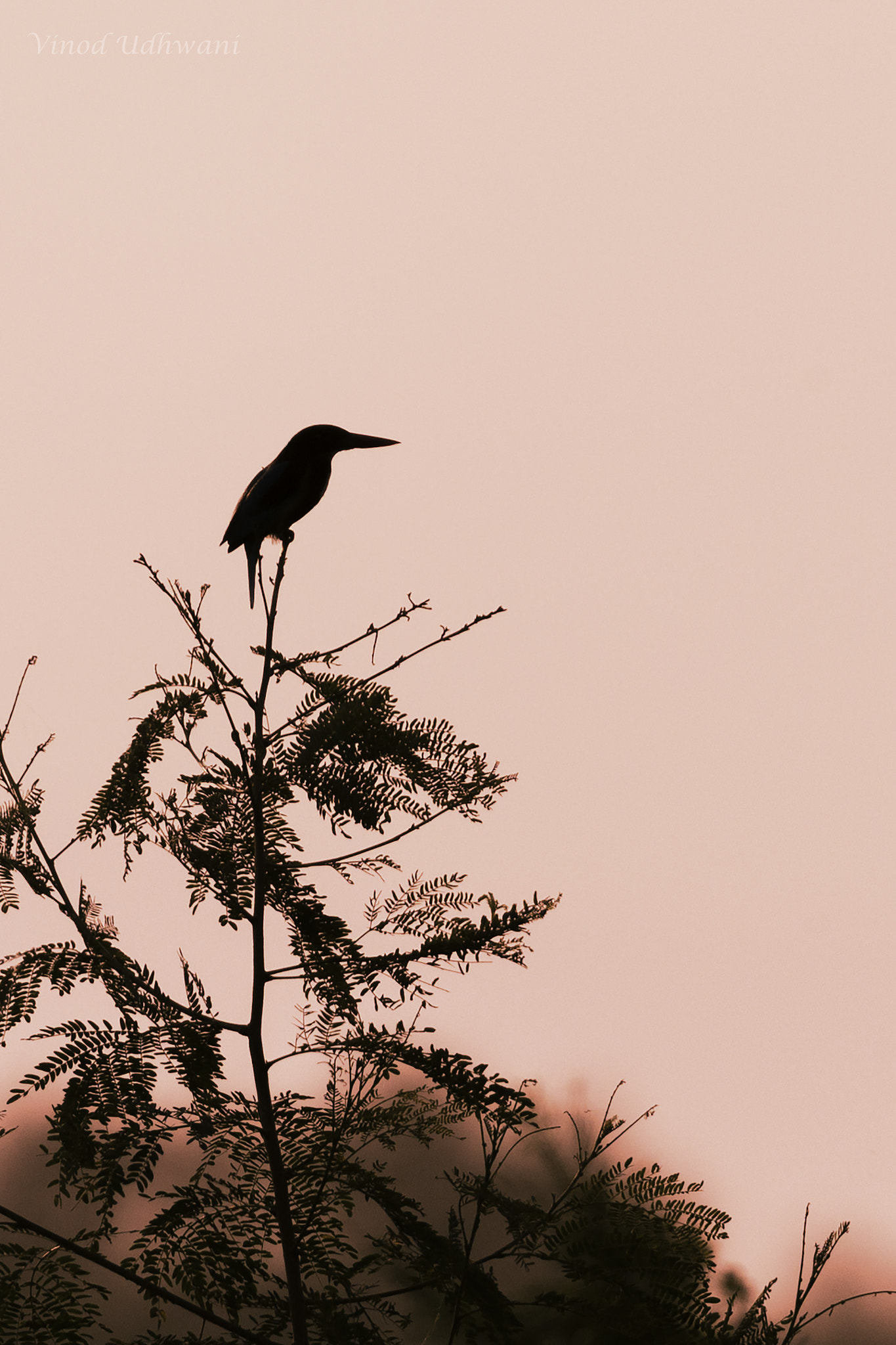 Canon EF 500mm F4L IS II USM sample photo. White throated kingfisher photography
