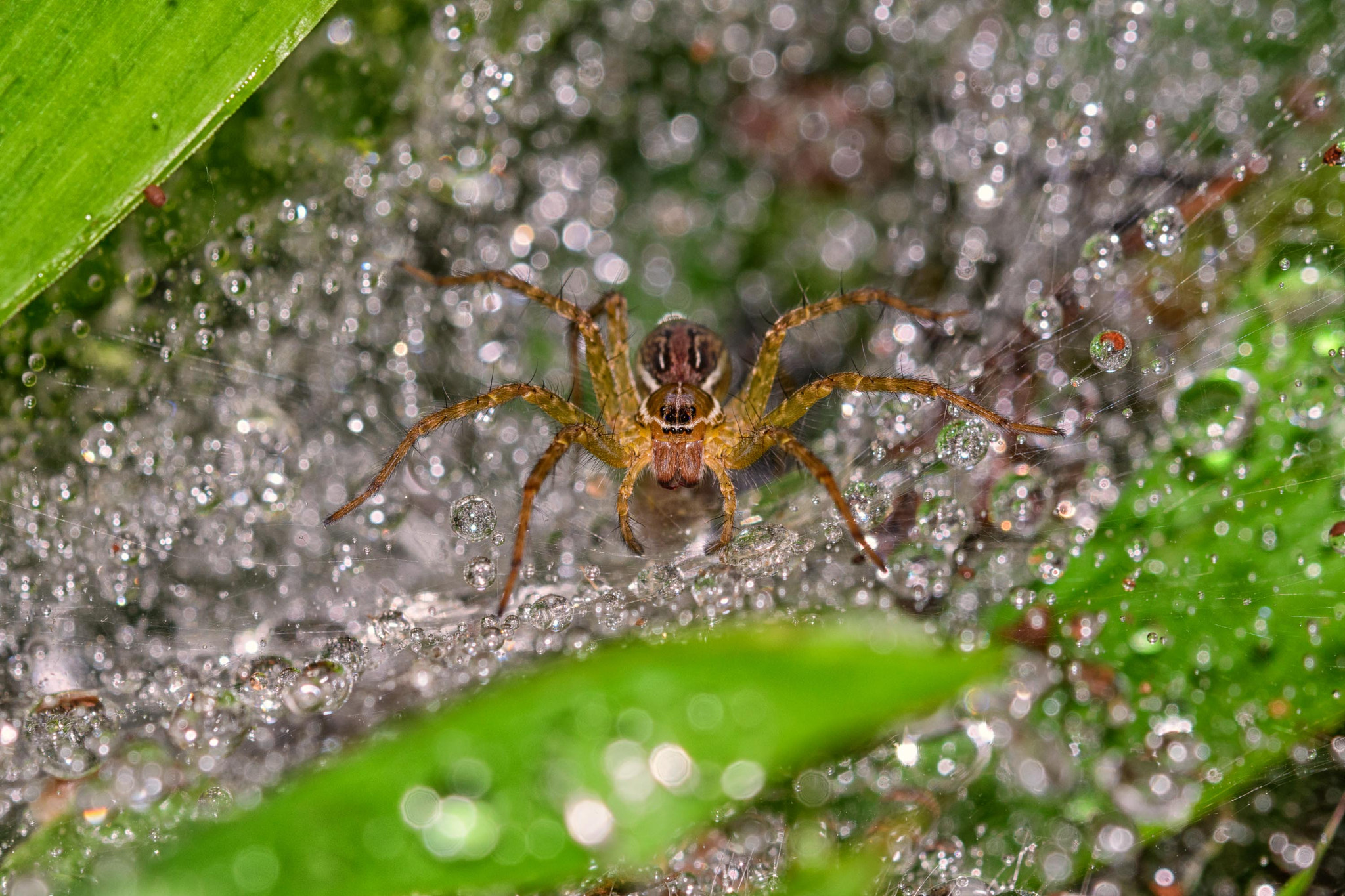 Sigma 105mm F2.8 EX DG OS HSM sample photo. Tunnel-sheet spider photography