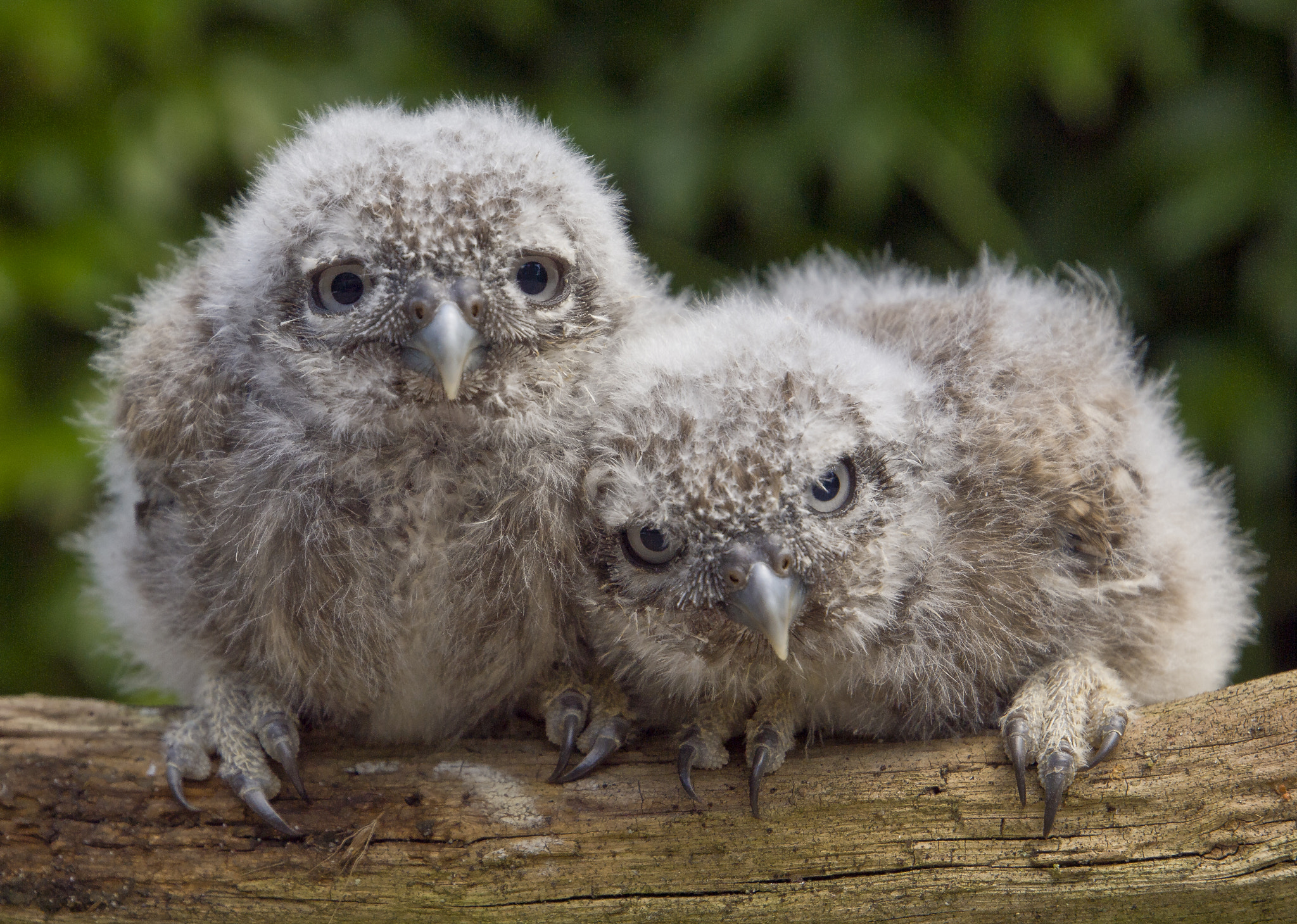 Olympus E-30 sample photo. Two young little owls photography