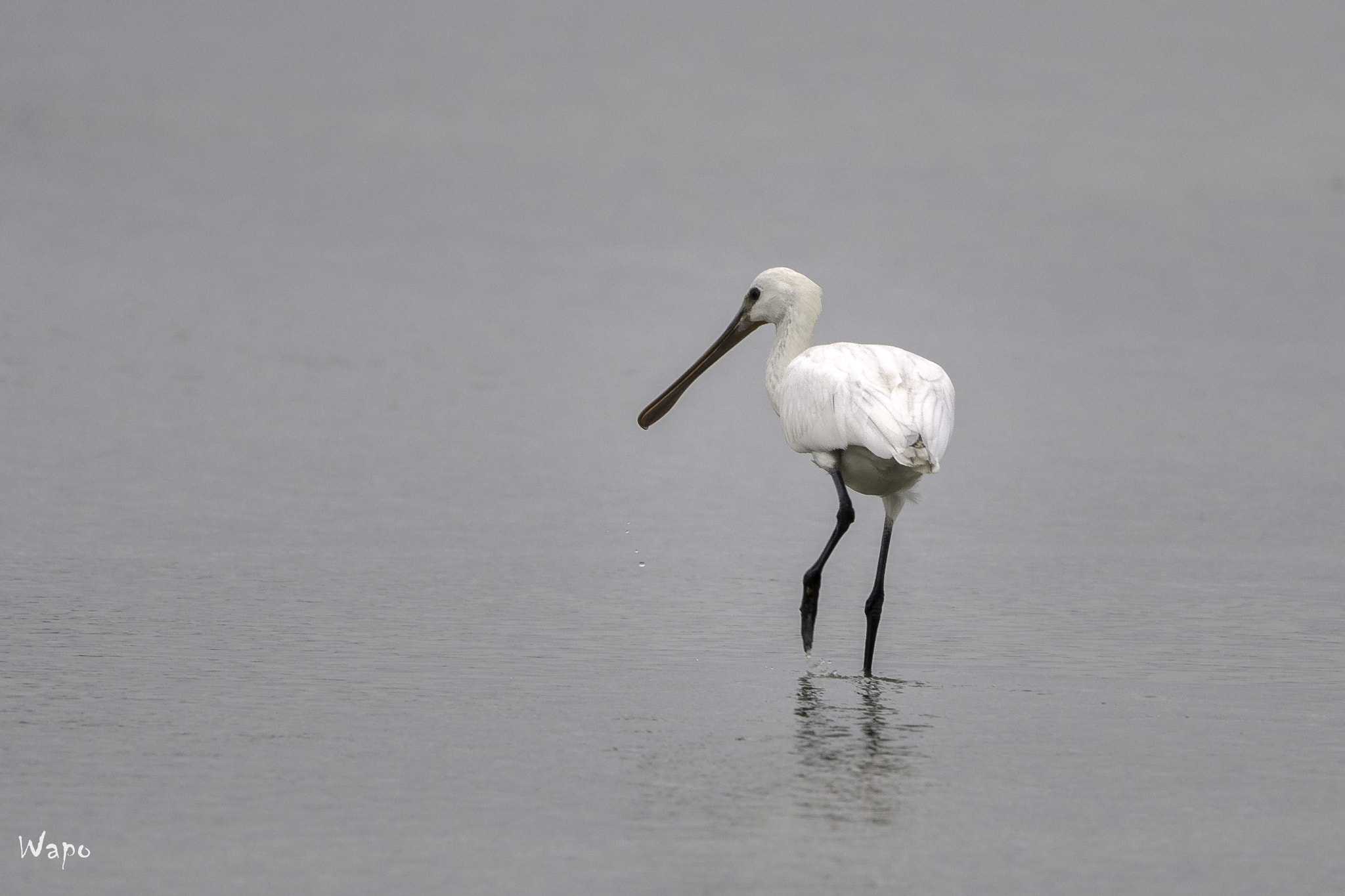 Nikon AF-S Nikkor 500mm F4E FL ED VR sample photo. Spoonbill photography
