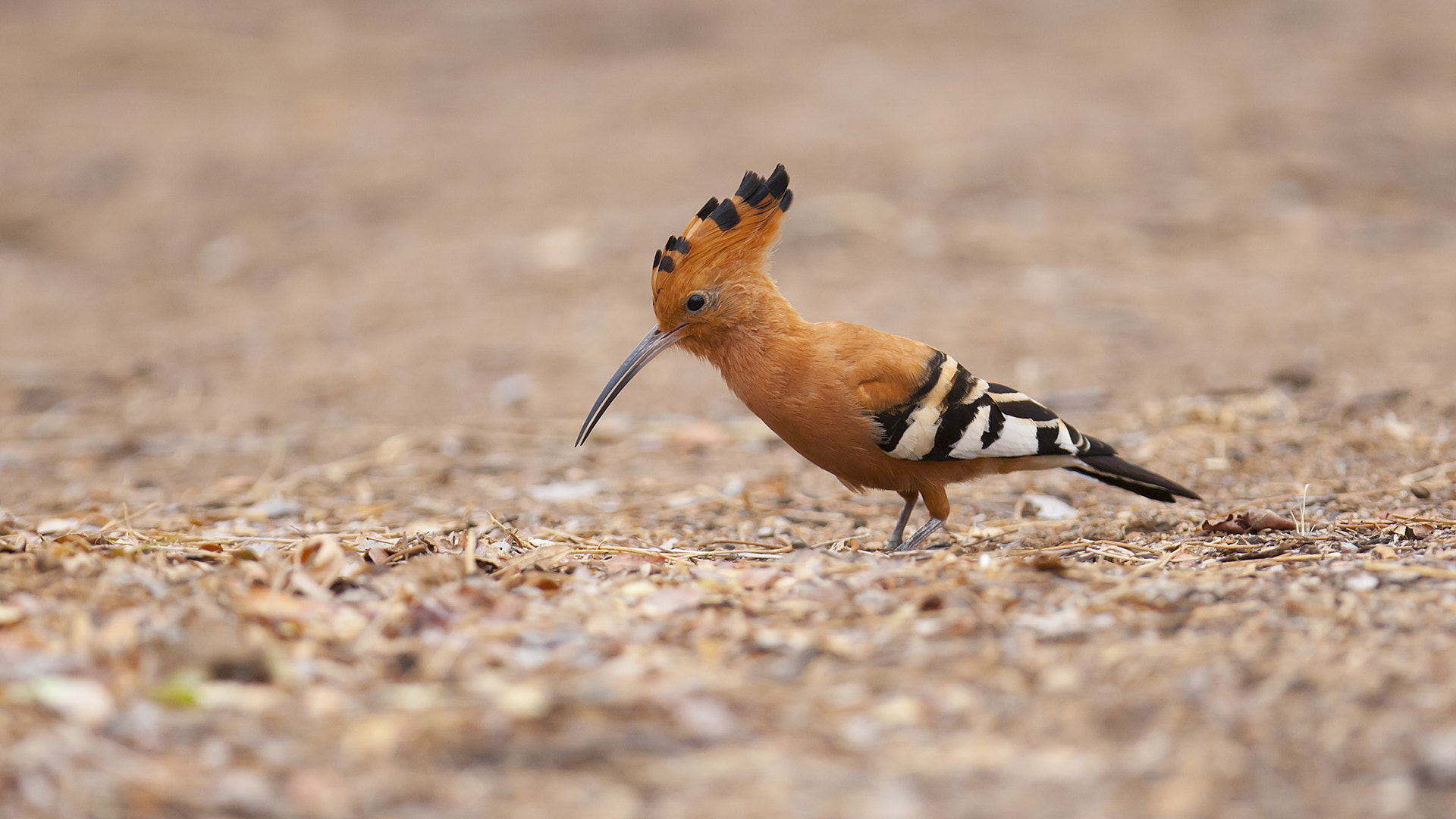 Canon EF 300mm F2.8L IS USM sample photo. African hoopoe photography