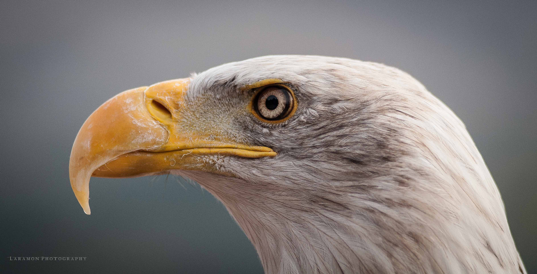 Nikon AF-Nikkor 80-200mm F2.8D ED sample photo. Wild photography