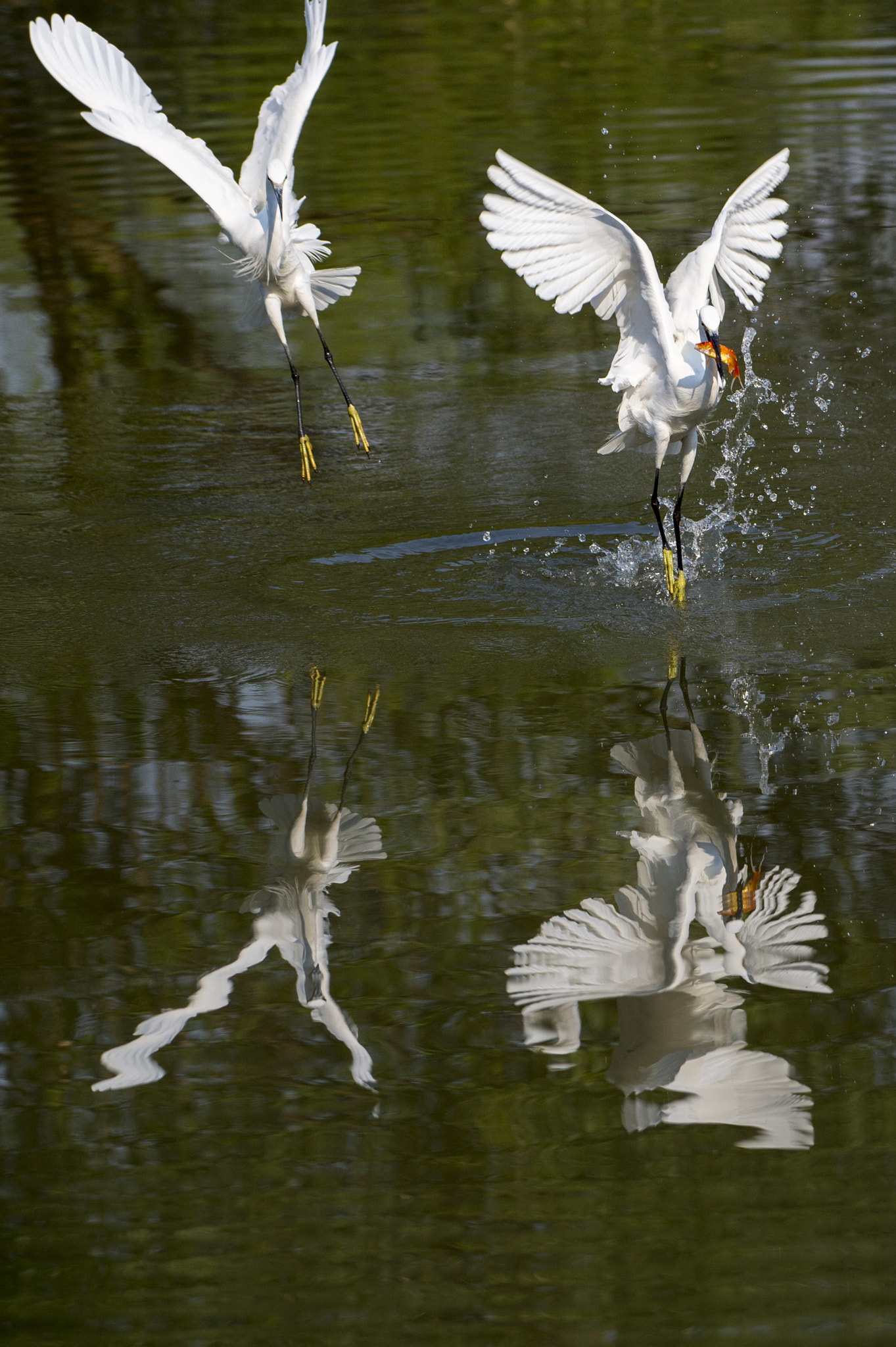 Nikon AF-S Nikkor 200-500mm F5.6E ED VR sample photo. Egrets photography