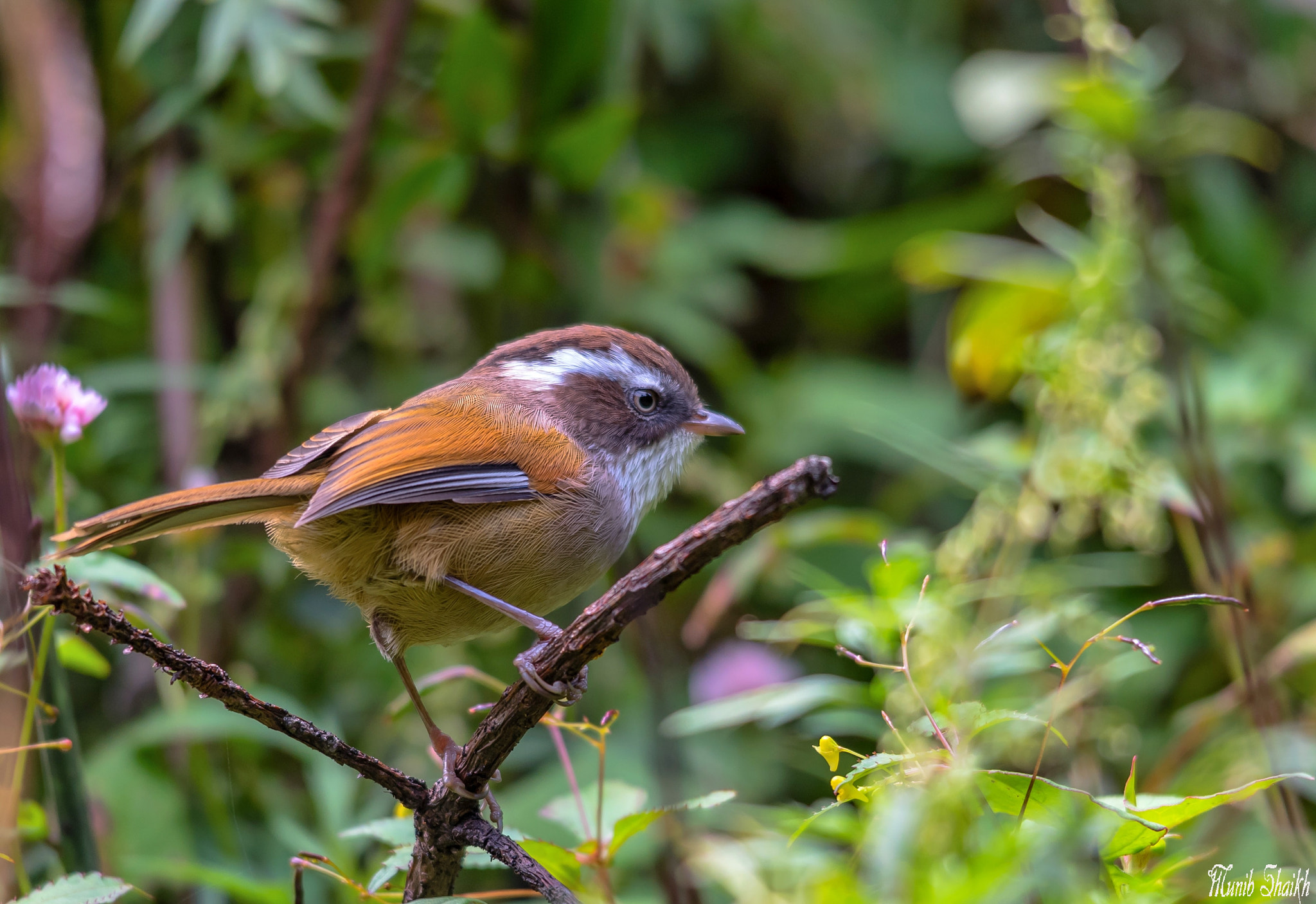 Sigma 150-500mm F5-6.3 DG OS HSM sample photo. White-browed fulvetta photography