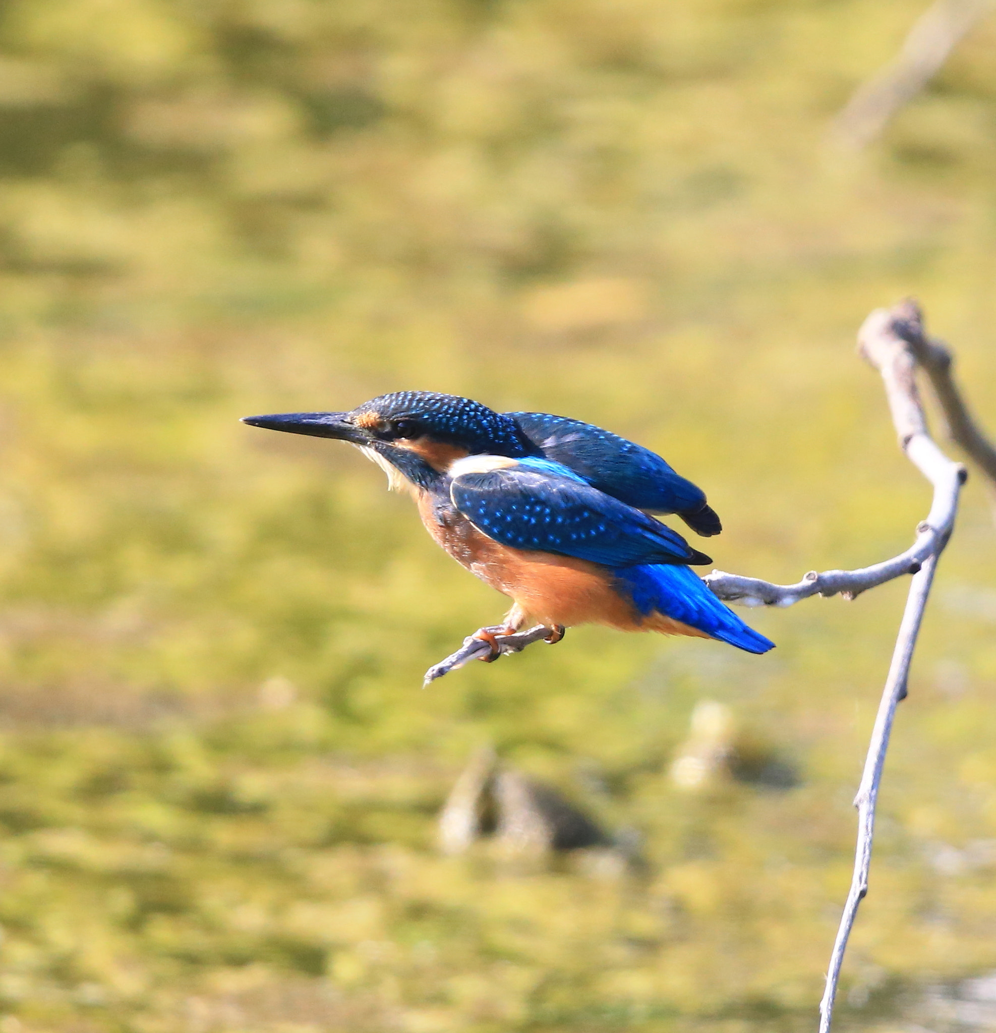 Canon EF 600mm F4L IS II USM sample photo. 444 photography