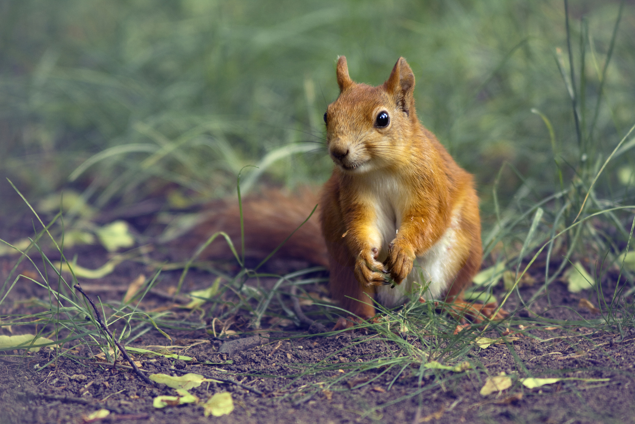 Canon EOS 50D + Canon EF 300mm F4L IS USM sample photo. Squirrel photography