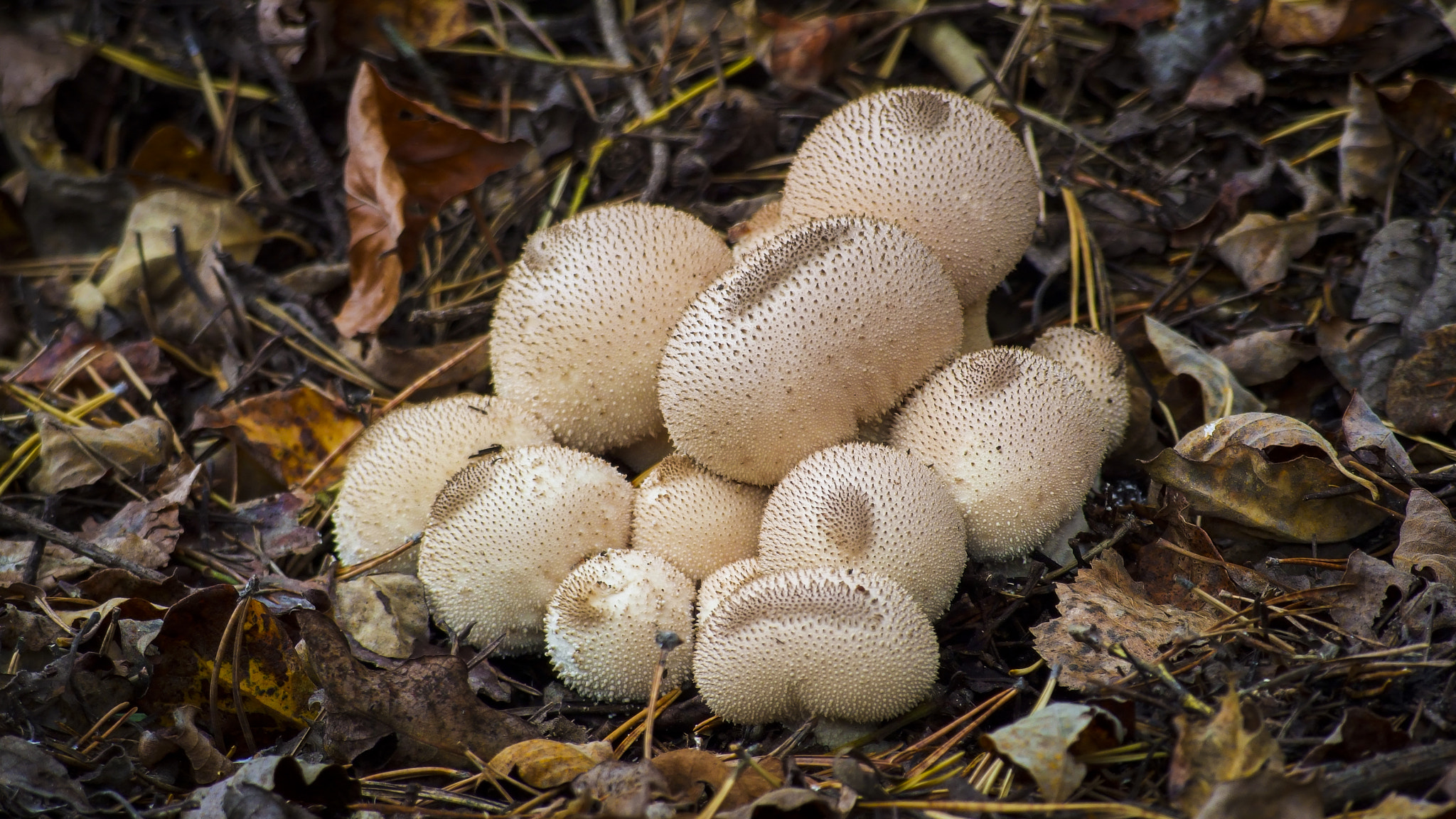 Fujifilm FinePix S6000fd sample photo. Lycoperdon perlatum photography