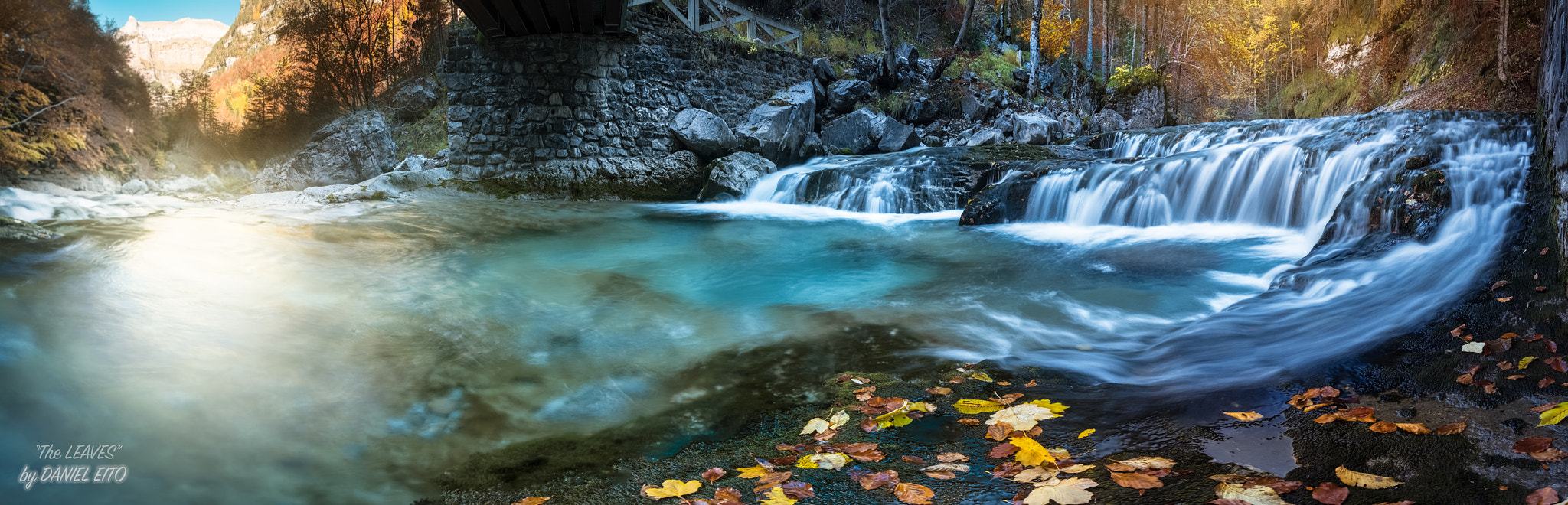 Nikon D500 sample photo. The leaves photography