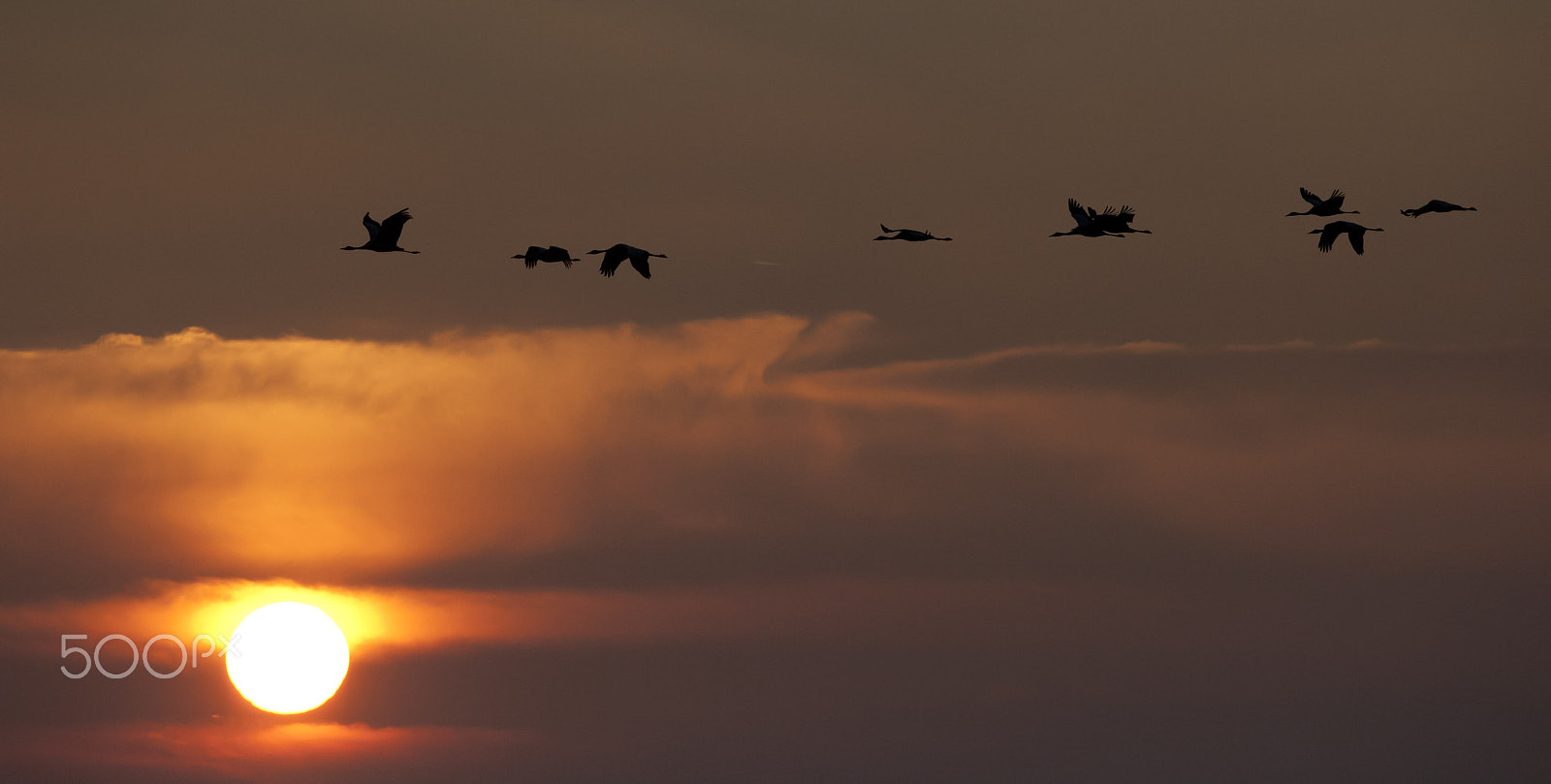 Nikon D700 + Nikon AF-S Nikkor 300mm F4D ED-IF sample photo. Arjuzanx - grues cendrées photography