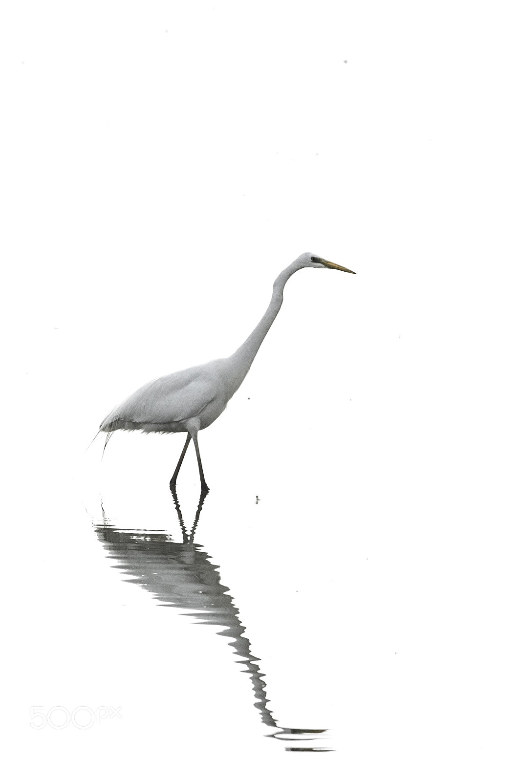 Nikon D2H + Nikon AF-S Nikkor 300mm F4D ED-IF sample photo. Réserve du teich - grande aigrette photography