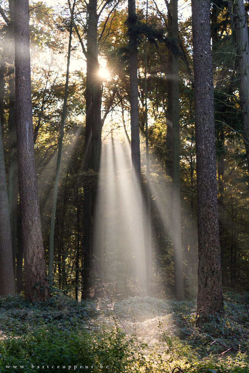 Olympus OM-D E-M10 II + Olympus M.Zuiko Digital ED 40-150mm F2.8 Pro sample photo. Autumn rays 4 photography