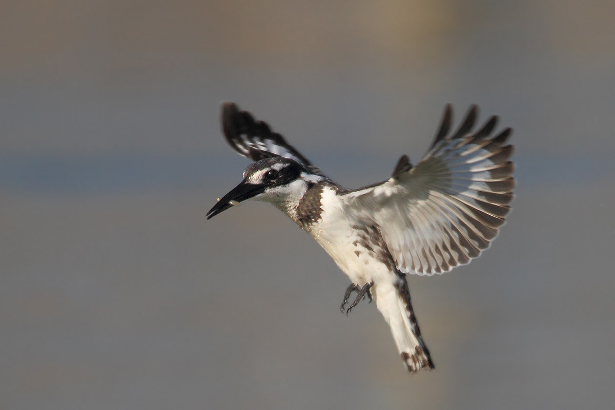 150-600mm F5-6.3 DG OS HSM | Sports 014 sample photo. Little fish for a little bird photography