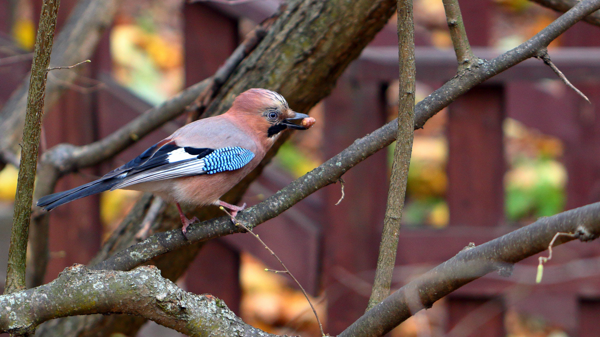 Canon EF 100mm F2.8L Macro IS USM sample photo. Eurasian jay photography