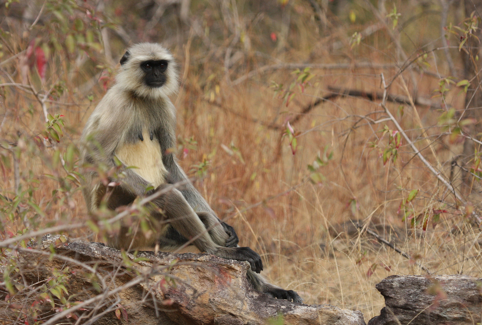 Canon EOS 40D + Canon EF 100-400mm F4.5-5.6L IS USM sample photo. "black-faced monkey" photography