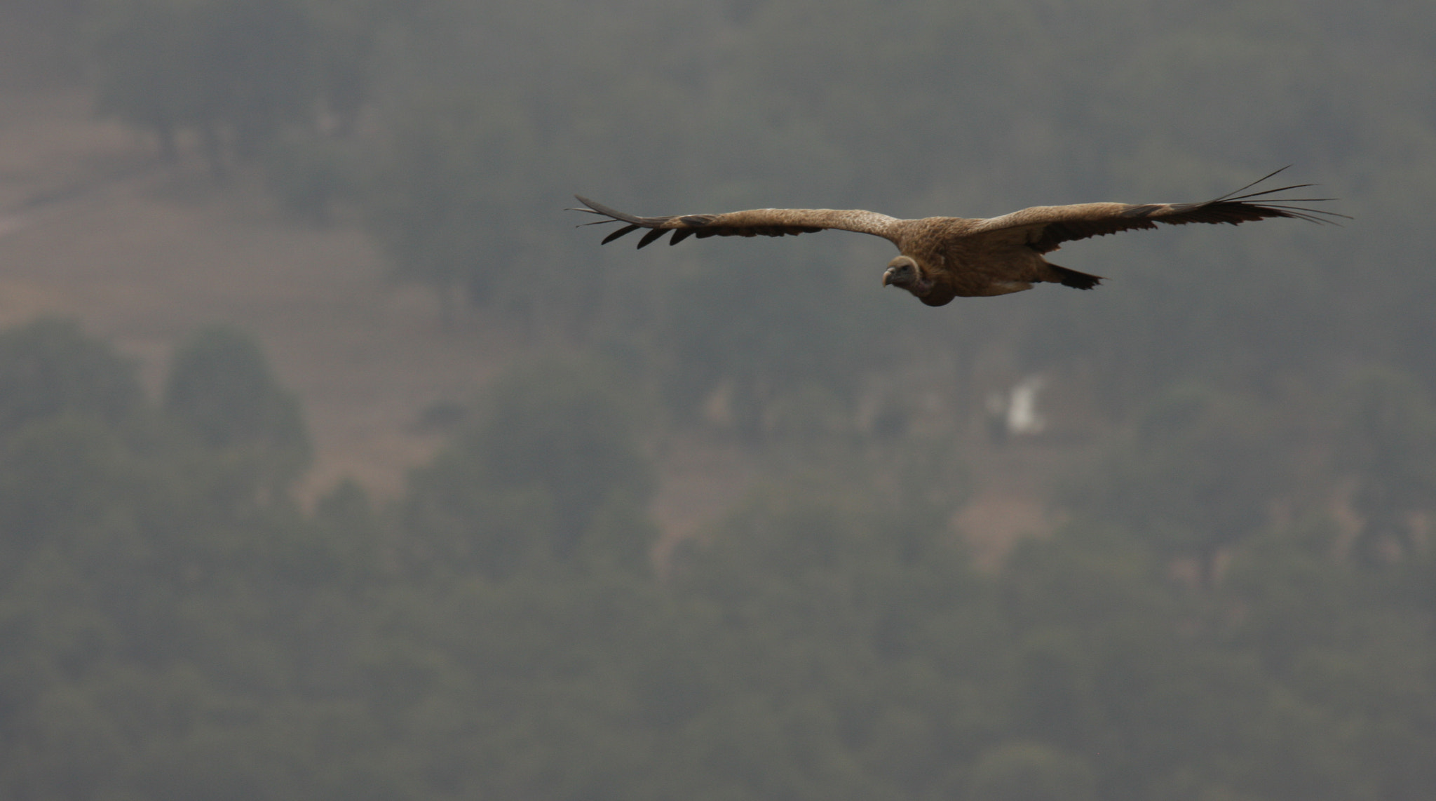 Canon EOS 40D + Canon EF 100-400mm F4.5-5.6L IS USM sample photo. Vulture photography