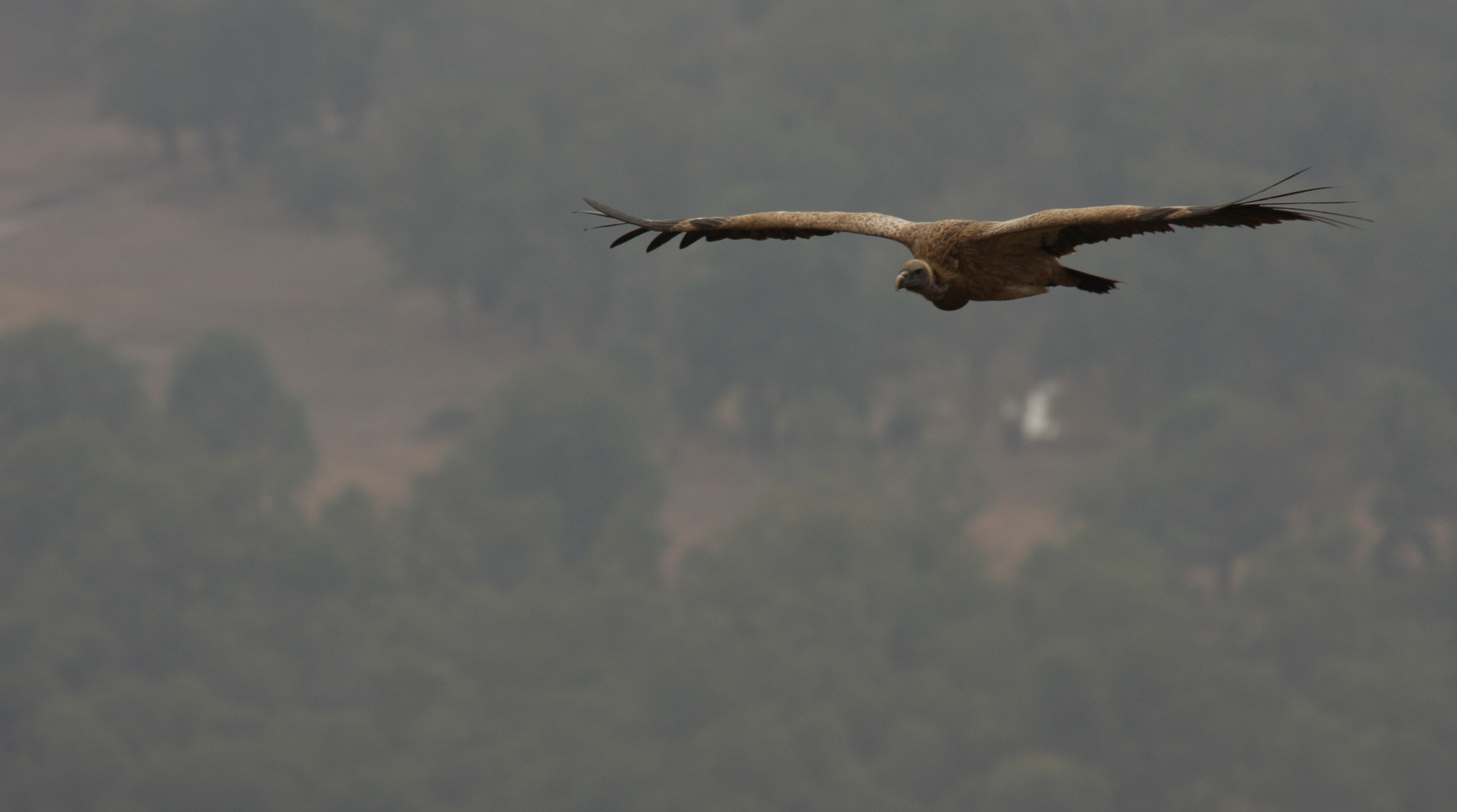 Canon EF 100-400mm F4.5-5.6L IS USM sample photo. Vulture photography