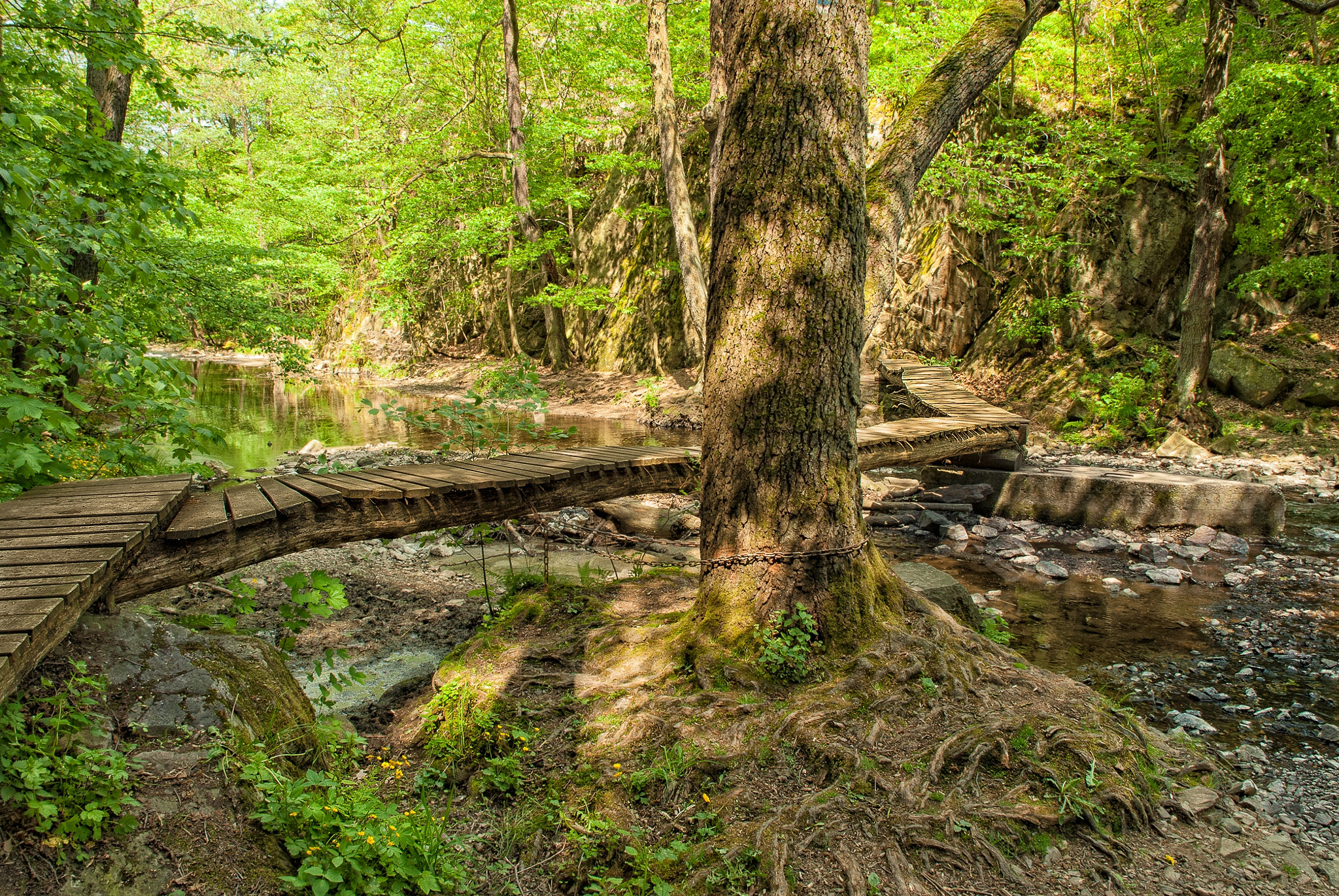 Nikon D3000 sample photo. Forest trail photography