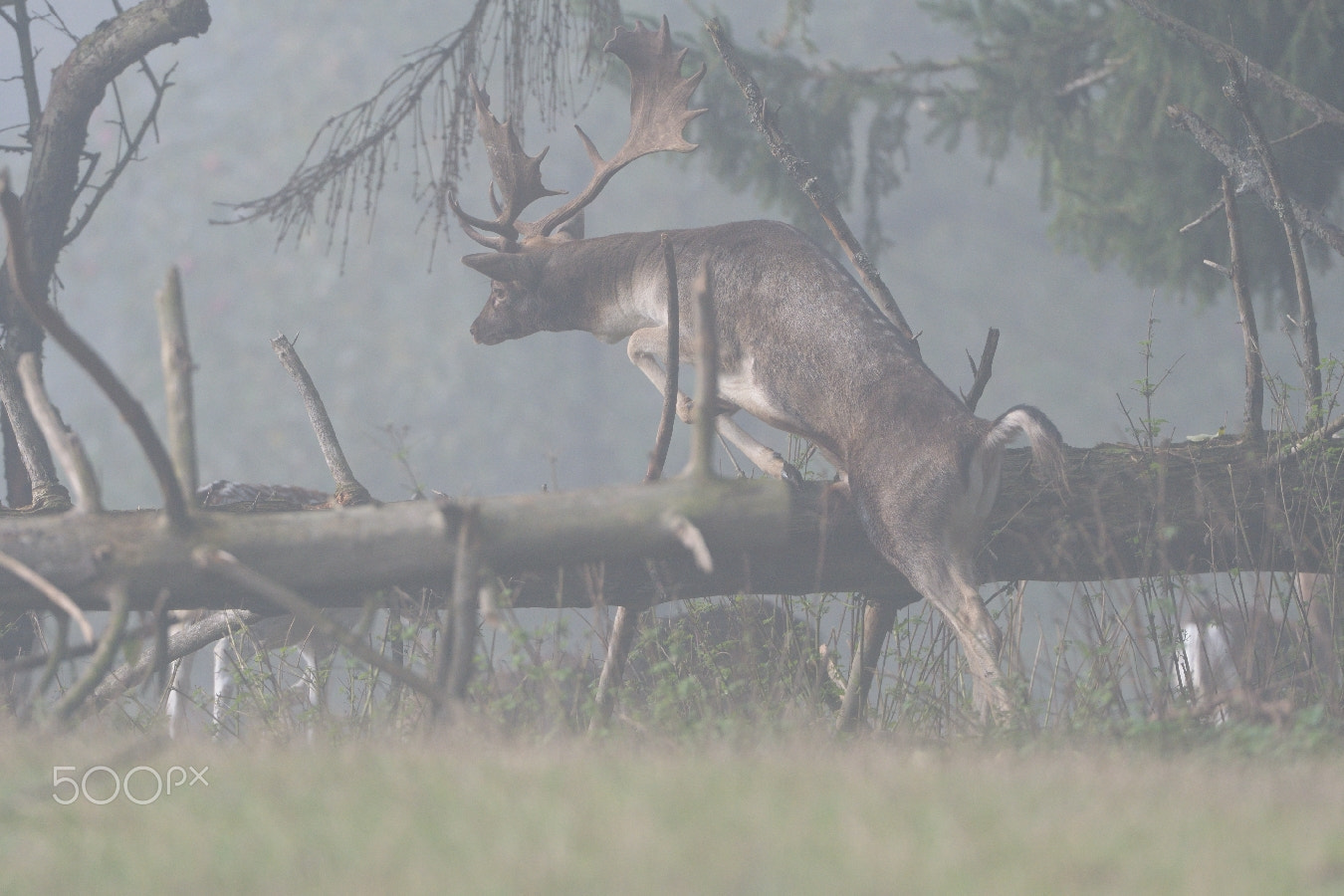 Nikon AF-S Nikkor 200-400mm F4G ED-IF VR sample photo. Morning jump... photography