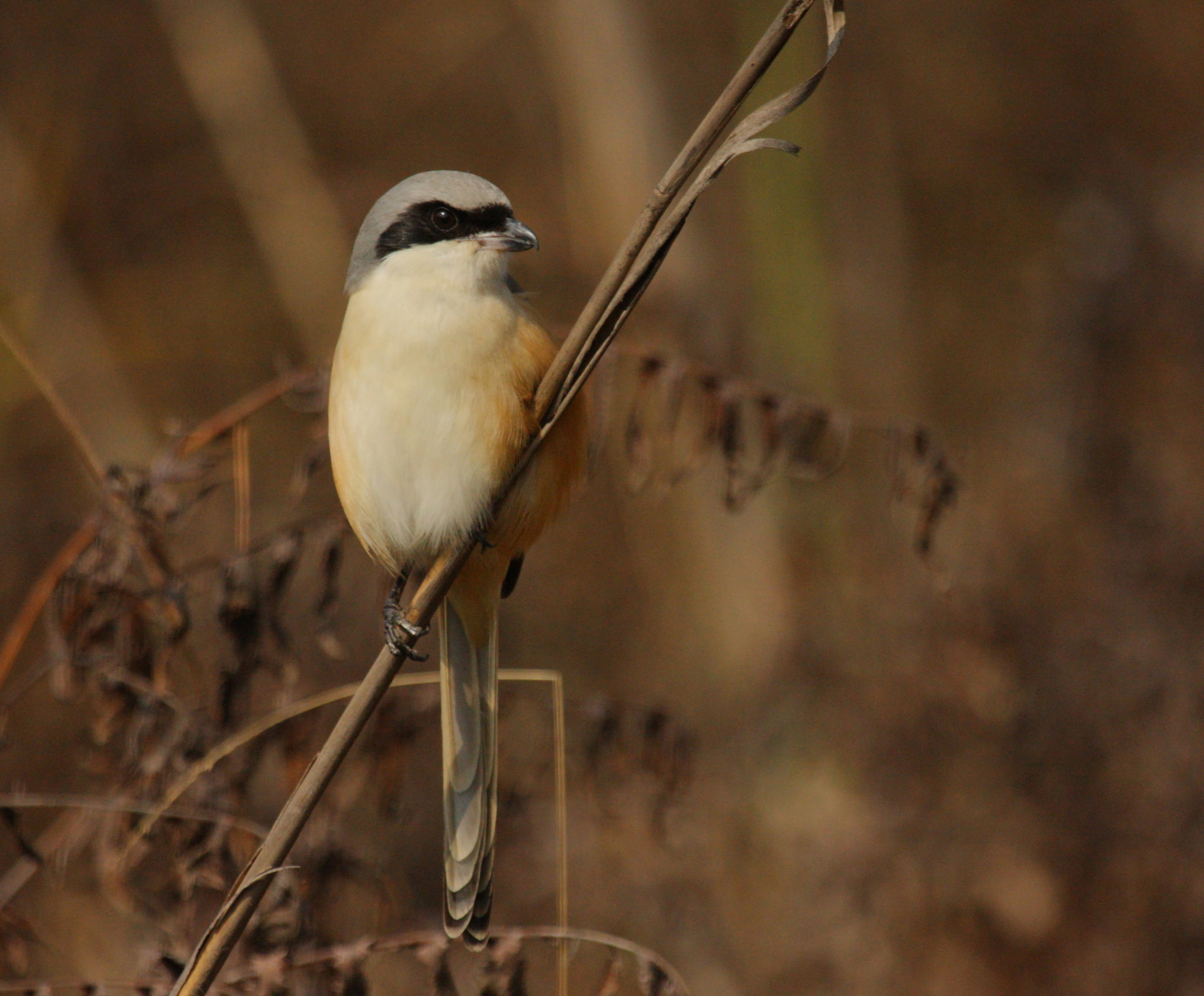 Canon EF 100-400mm F4.5-5.6L IS USM sample photo. Shrike 1  (no pun intended) photography