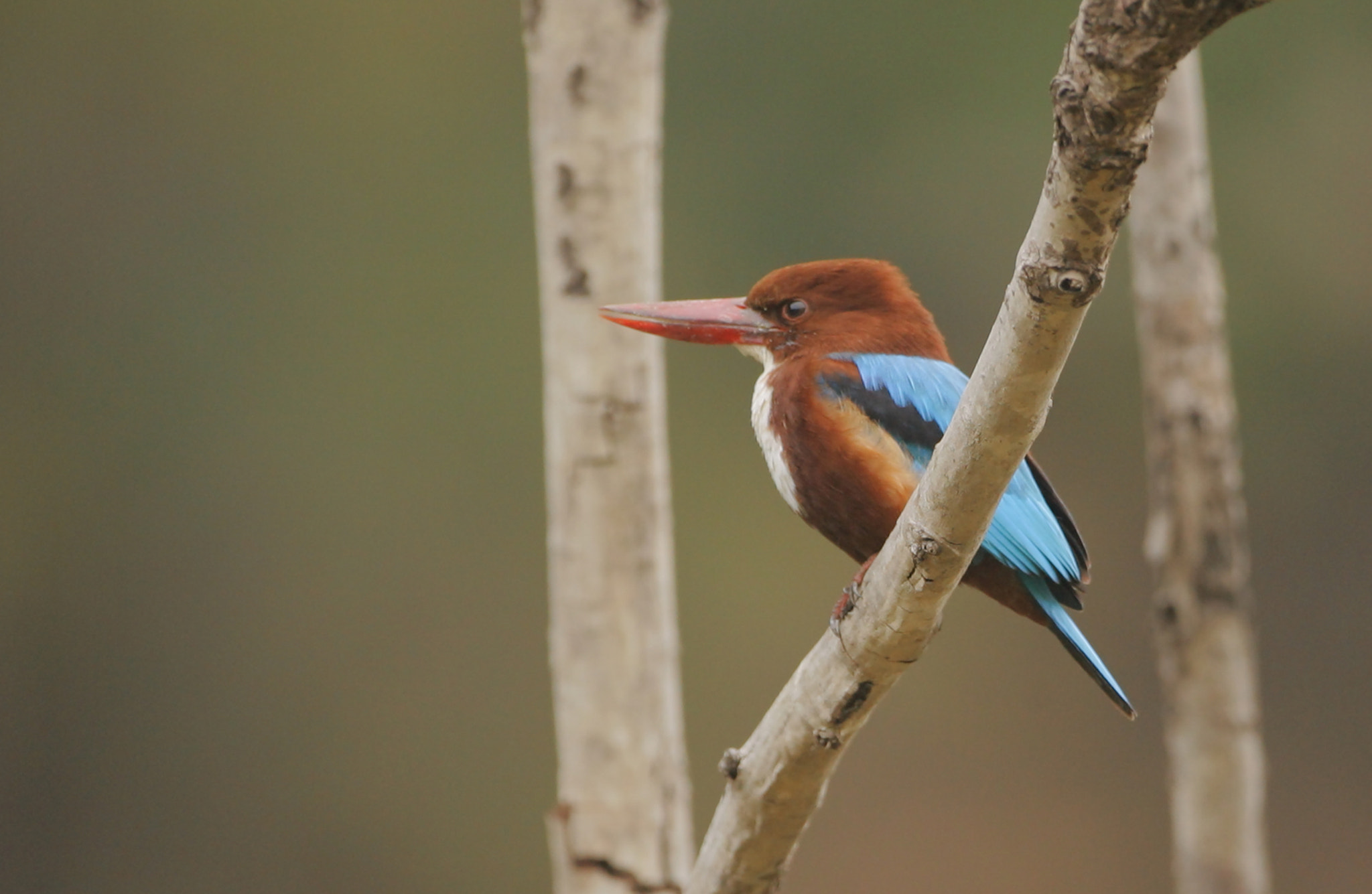 Canon EF 500mm F4L IS USM sample photo. C photography