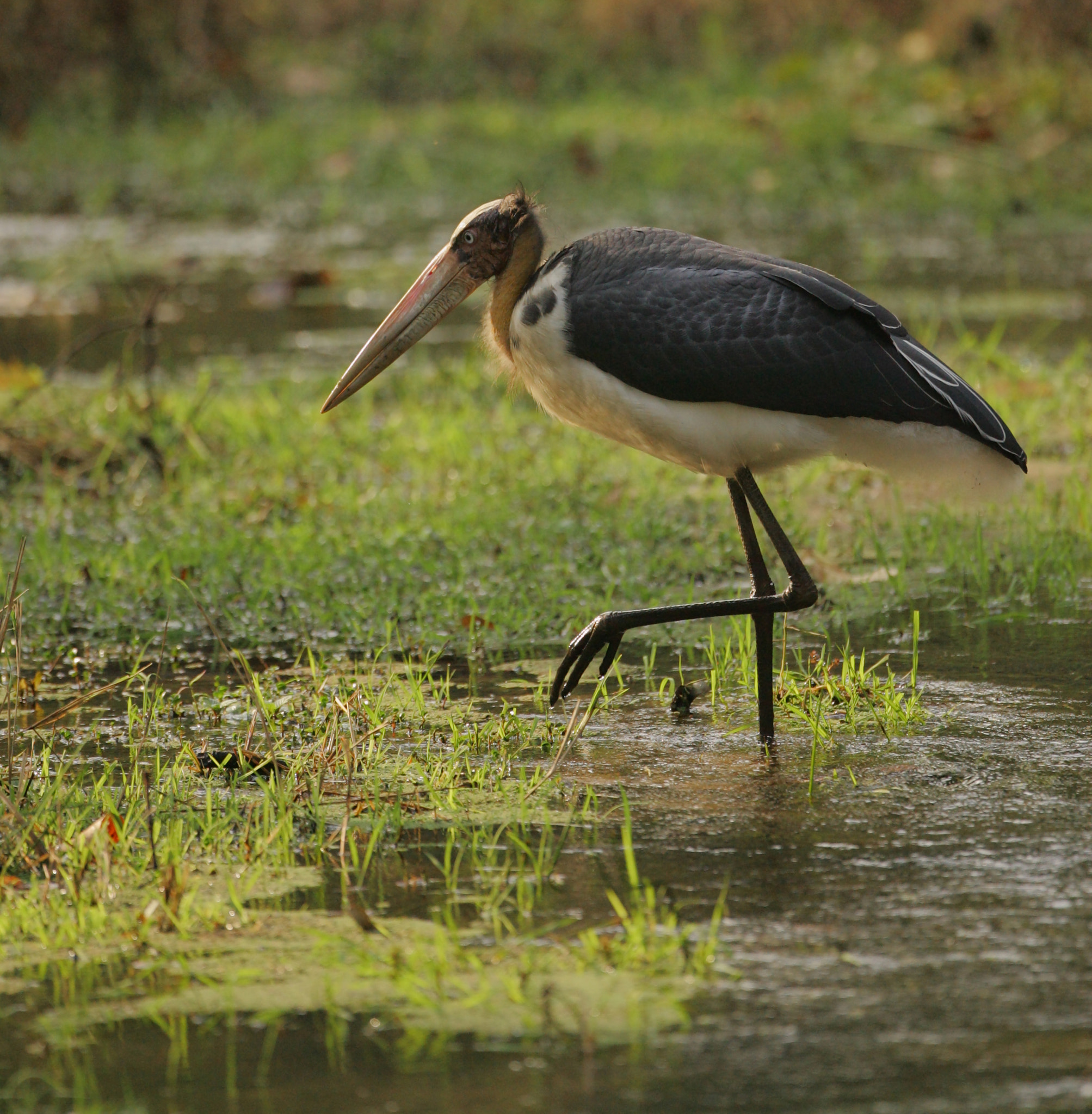 Canon EF 500mm F4L IS USM sample photo. C photography