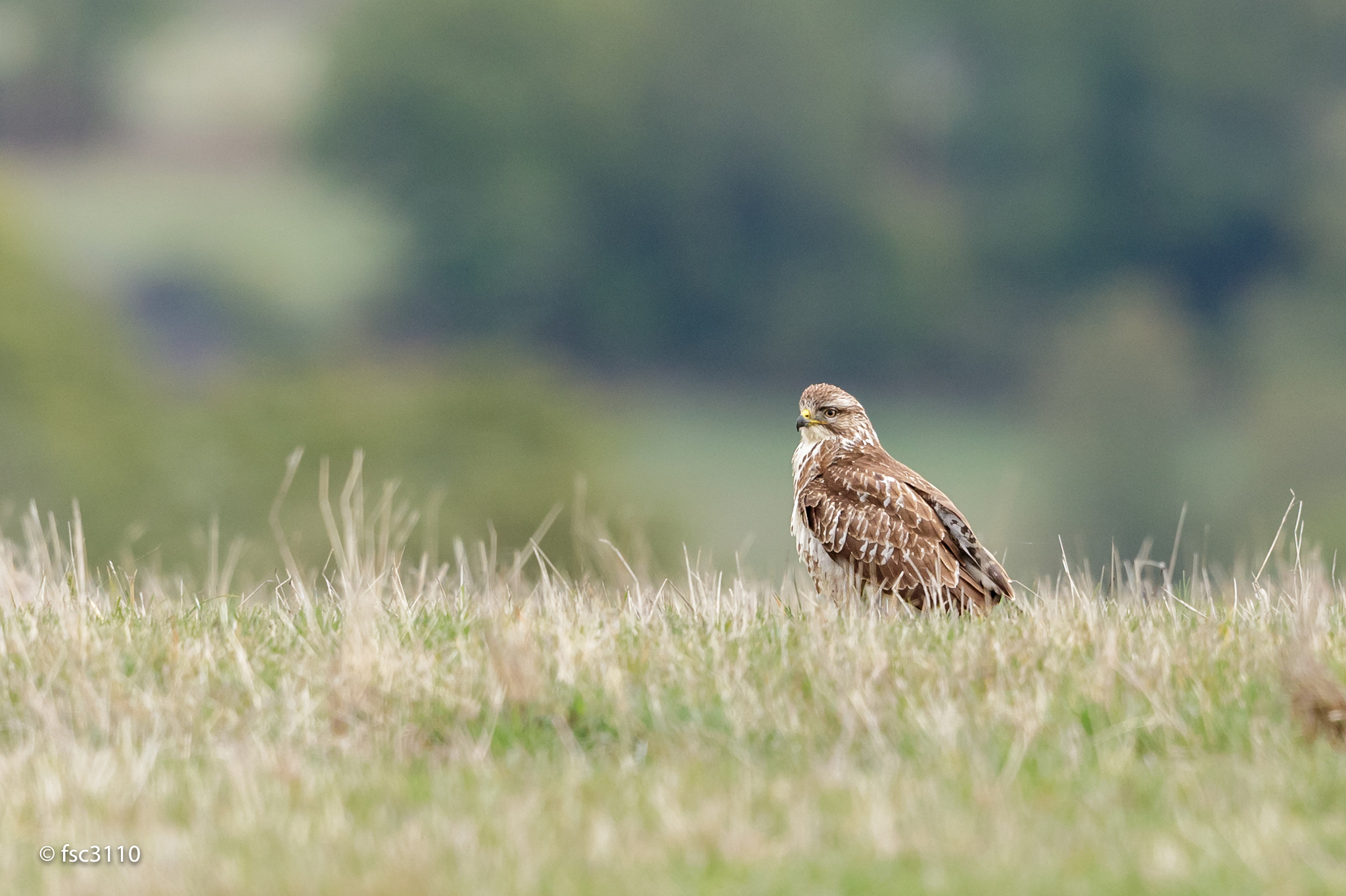 Canon EF 500mm F4L IS II USM sample photo. Common buzzard photography