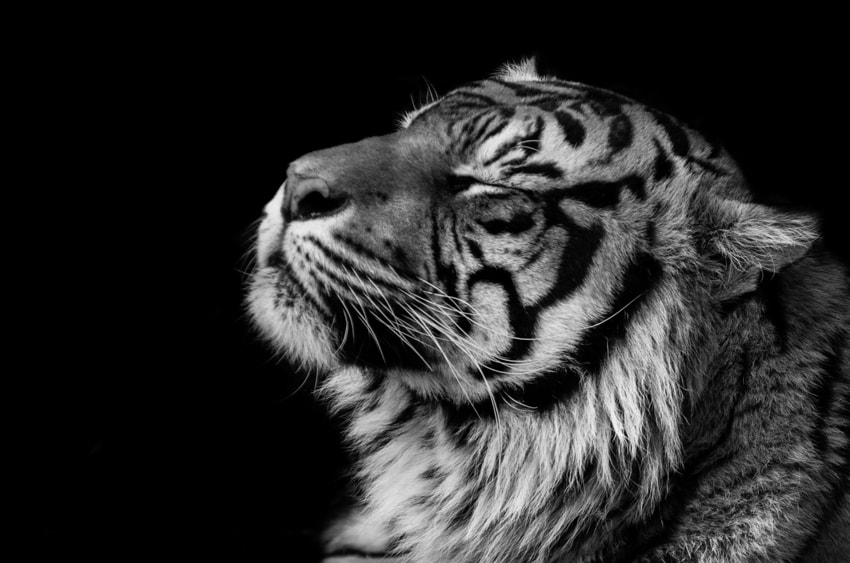 Pentax smc DA 50-200mm F4-5.6 ED WR sample photo. Tiger`s dream photography