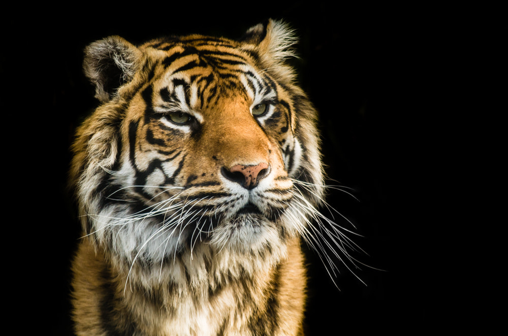 Pentax smc DA 50-200mm F4-5.6 ED WR sample photo. Tiger photography